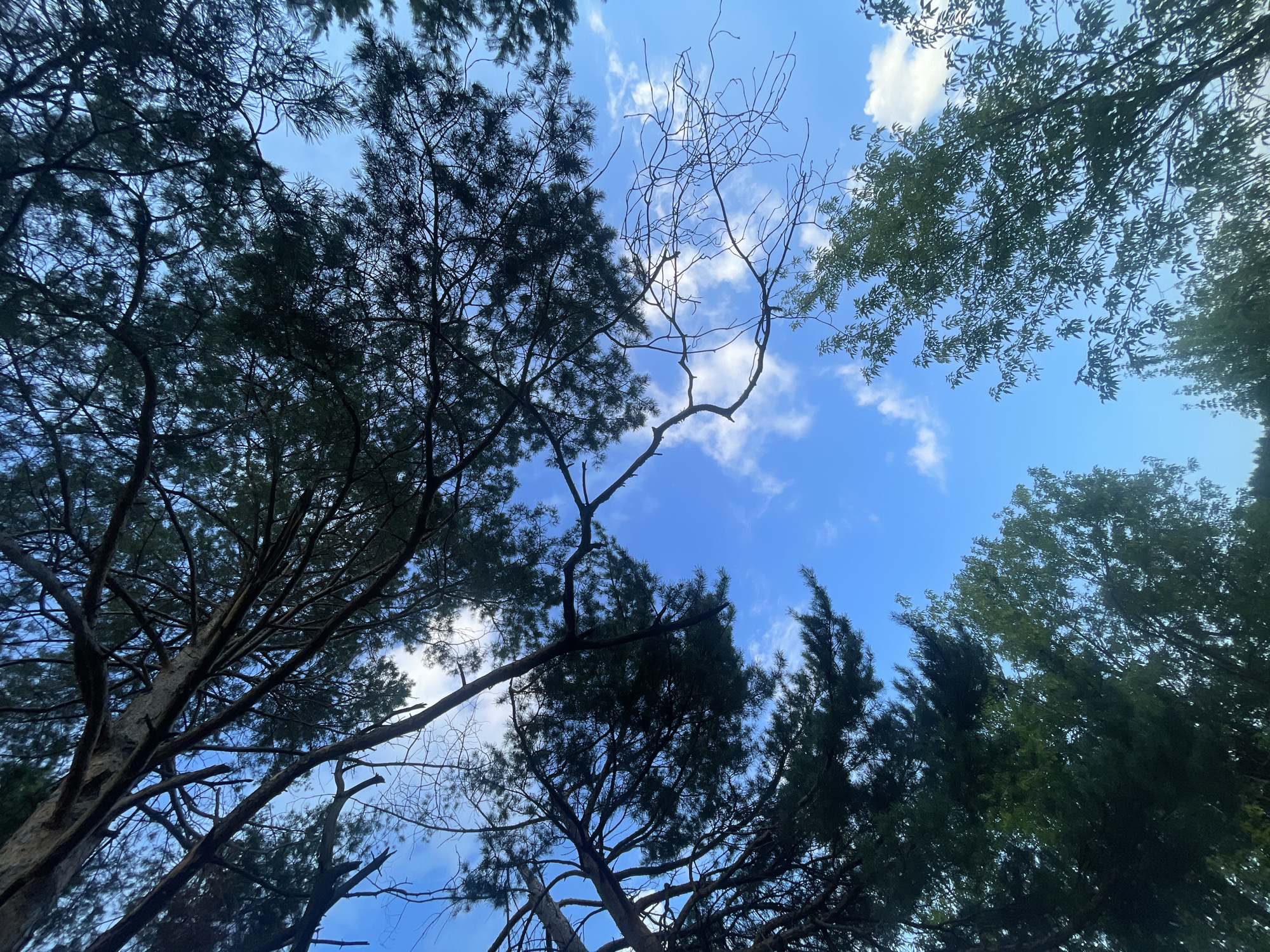 A low-angle, full-frame photograph captures a clear blue sky dotted with wispy white clouds, viewed from beneath the canopy of trees in Подшивалово, Russia. The branches of pine trees, silhouetted against the bright sky, dominate the upper portion of the image. Their dark green needles are visible in clusters, and some bare, intricate branches extend into the sky. In the lower half of the frame, the lush green foliage of deciduous trees creates a contrasting texture, with leaves appearing softer and more rounded. The overall impression is one of looking up through a forest on a pleasant day.