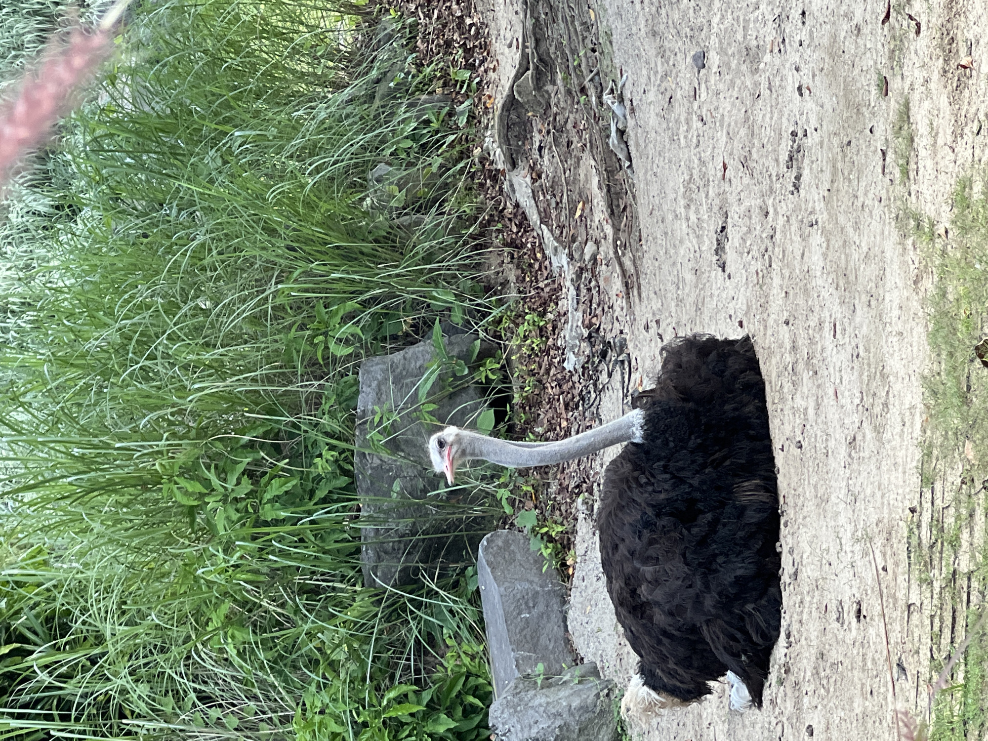 An ostrich stands on a concrete surface next to lush green vegetation and stone elements. The ostrich has a black body, a long, slender neck, and a white beak. The surrounding environment includes tall grasses, various green plants, and stones. The photo seems to be taken at Bali Zoo in Sukawati, Indonesia.