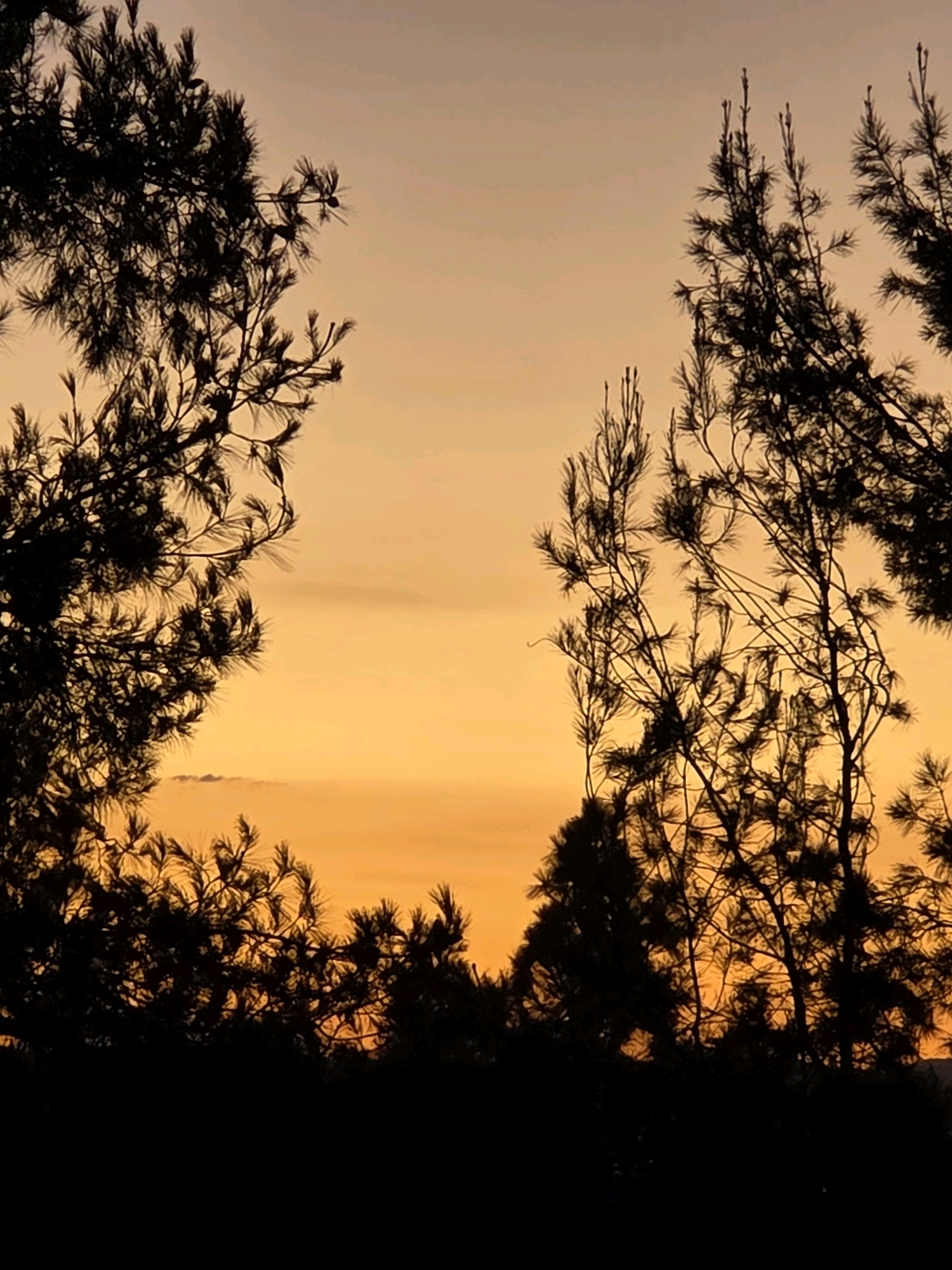 The image depicts a silhouette of pine trees against a vibrant sunset sky. The sky displays a gradient of warm colors, transitioning from a pale yellow at the top to a bright orange closer to the horizon. The pine trees, with their characteristic needle-like foliage and branches, are starkly silhouetted against the illuminated sky, creating a natural frame within the composition. The lower portion of the image is dominated by the dark, dense silhouette of more trees, forming a dark foreground. The scene is devoid of any people, man-made structures, or signs of urban life, suggesting a natural or semi-natural outdoor setting. The image does not contain enough information to definitively place it within the city of Glendale, United States of America.