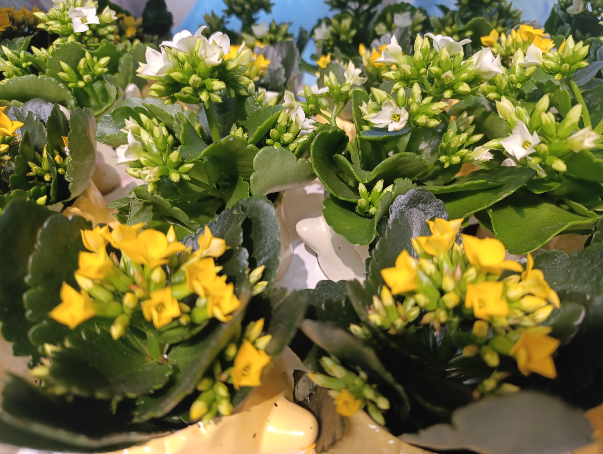 The image shows a close-up of potted Kalanchoe plants. There are both yellow and white varieties. The plants are in bloom, with clusters of small flowers. The leaves are thick and green. The background is blurred, but suggests that these plants are in a retail setting. There is no information in the image to determine its location in the city of Haskovo, Bulgaria.