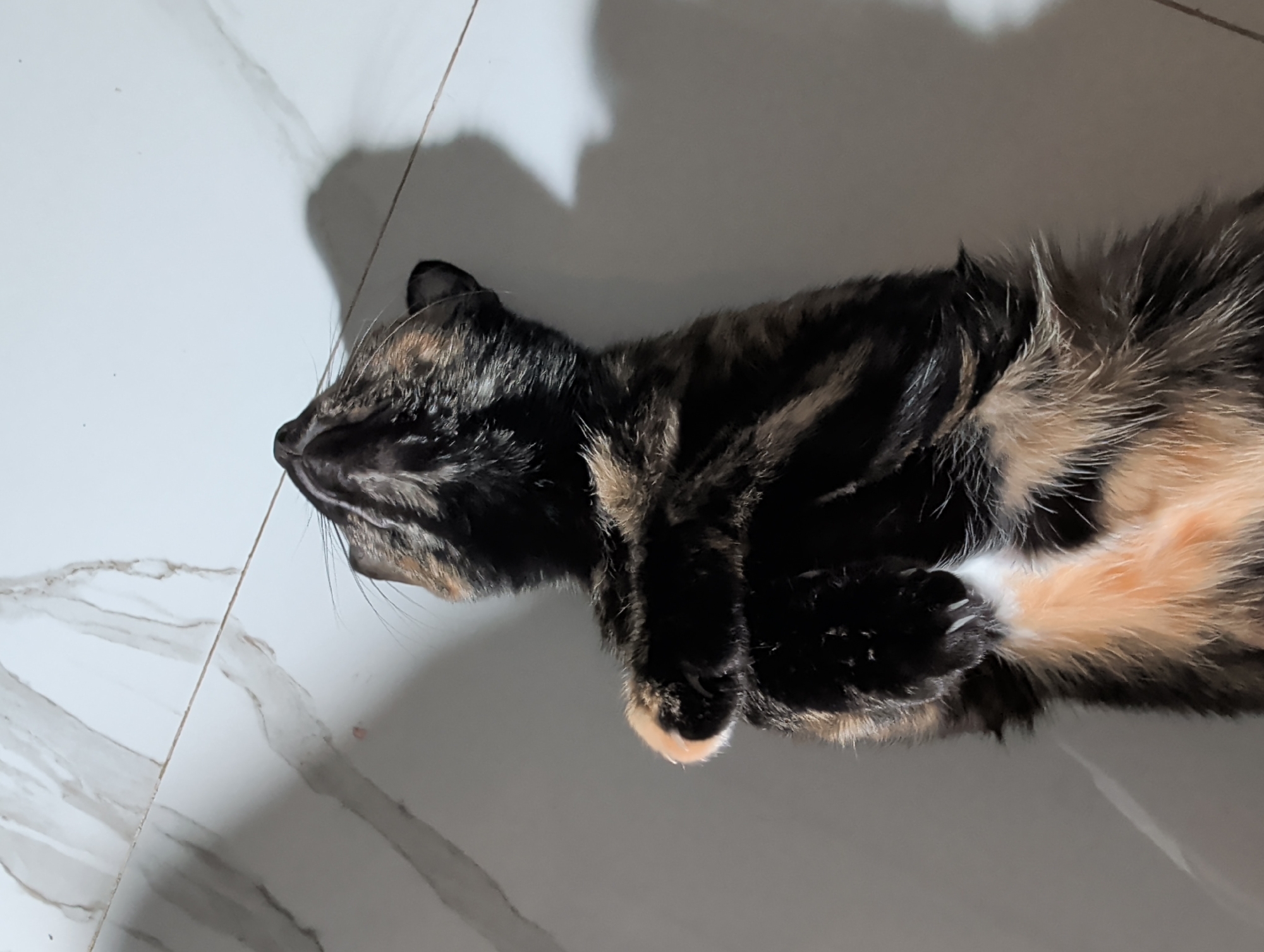 A tortoiseshell cat is lying on a marble floor. The cat is mostly black and brown with patches of orange. The floor is light gray with white marble-like patterns. A shadow is visible on the floor behind the cat. The location is likely indoors. There is no mention of Ko Pha-ngan, Thailand within the image.
