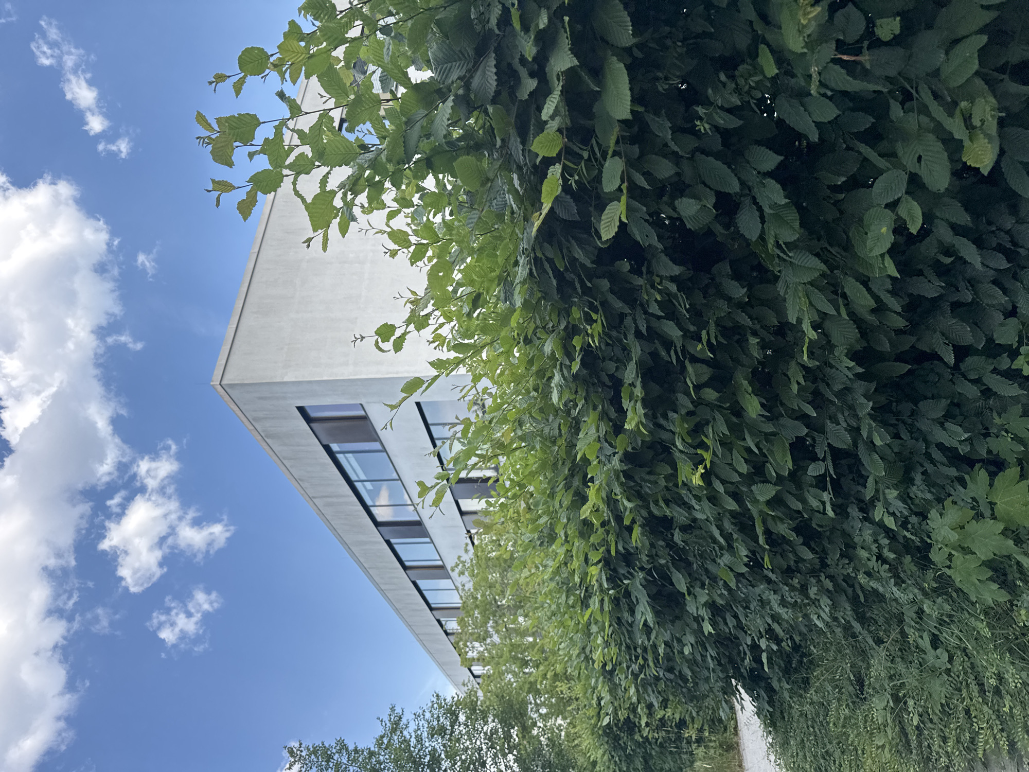 A low-angle, wide shot captures a modern building with a gray facade and large, reflective windows, seen from the perspective of looking up from a ground level. Lush green foliage, primarily leaves and branches, dominates the right and foreground of the image, obscuring parts of the building and the sky. The leaves appear dense and healthy, with some lighter green new growth mixed with darker, mature leaves.
The sky is a vibrant blue, with scattered white, fluffy clouds. The lighting suggests it is daytime, likely a sunny day, though the foliage creates areas of shadow. The building appears to be contemporary in its architecture, with clean lines and a minimalist aesthetic. The windows are rectangular and arranged horizontally along the building's structure.
The scene suggests an outdoor setting, possibly a park or a well-landscaped area adjacent to the building. The angle implies the viewer is standing below and looking upwards, surrounded by greenery. There are no people visible in the frame, and the overall mood is one of natural serenity juxtaposed with modern architecture. No visible text is present in the image. The location is identified as Höhenkirchen-Siegertsbrunn, Germany, which places this scene in a suburban or semi-urban environment.