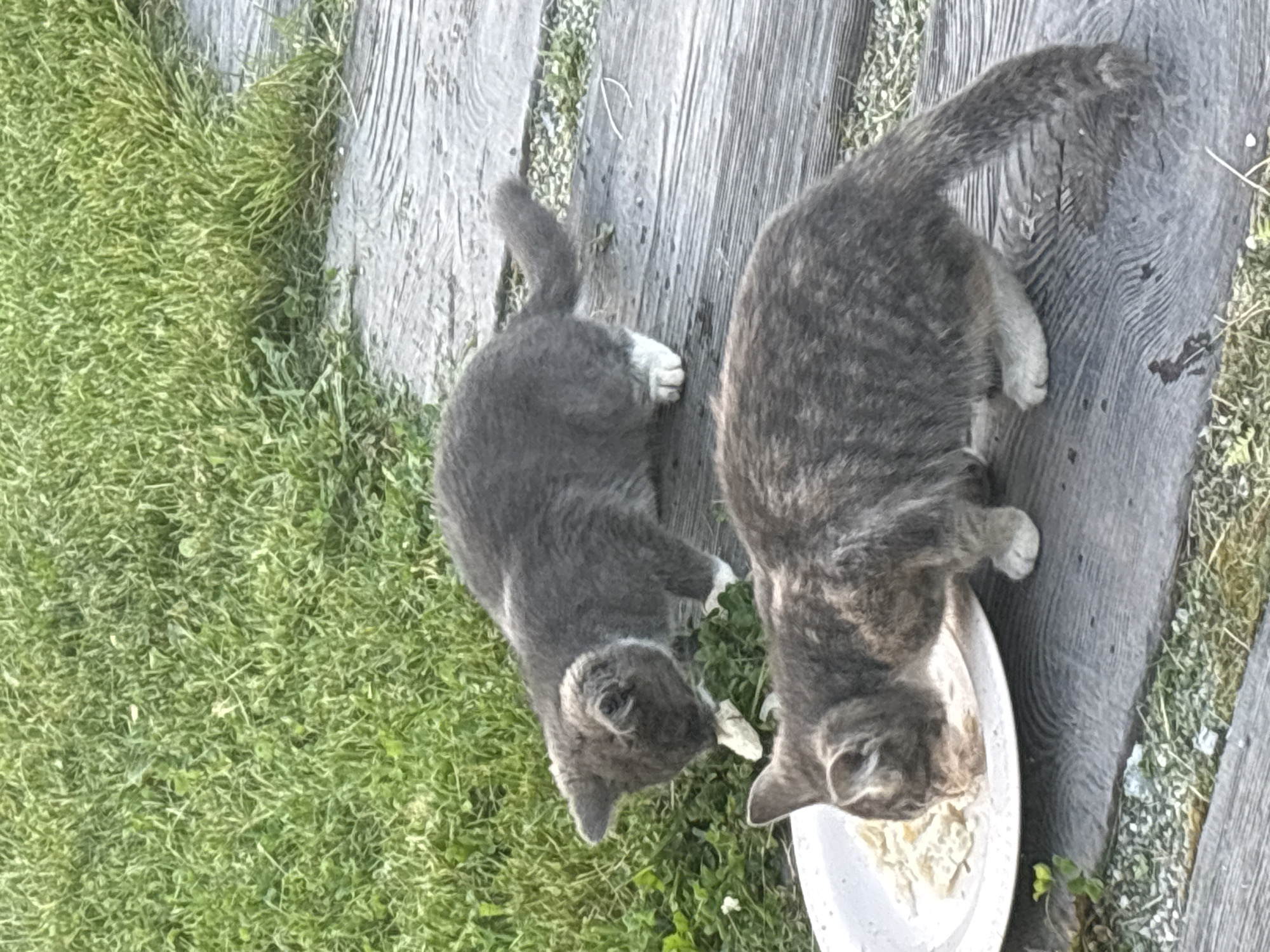 Two young cats, one solid gray with white paws and another tabby gray, are eating from a white plate on a wooden plank walkway. The walkway is surrounded by green grass and clover. The scene appears to be in a residential backyard.