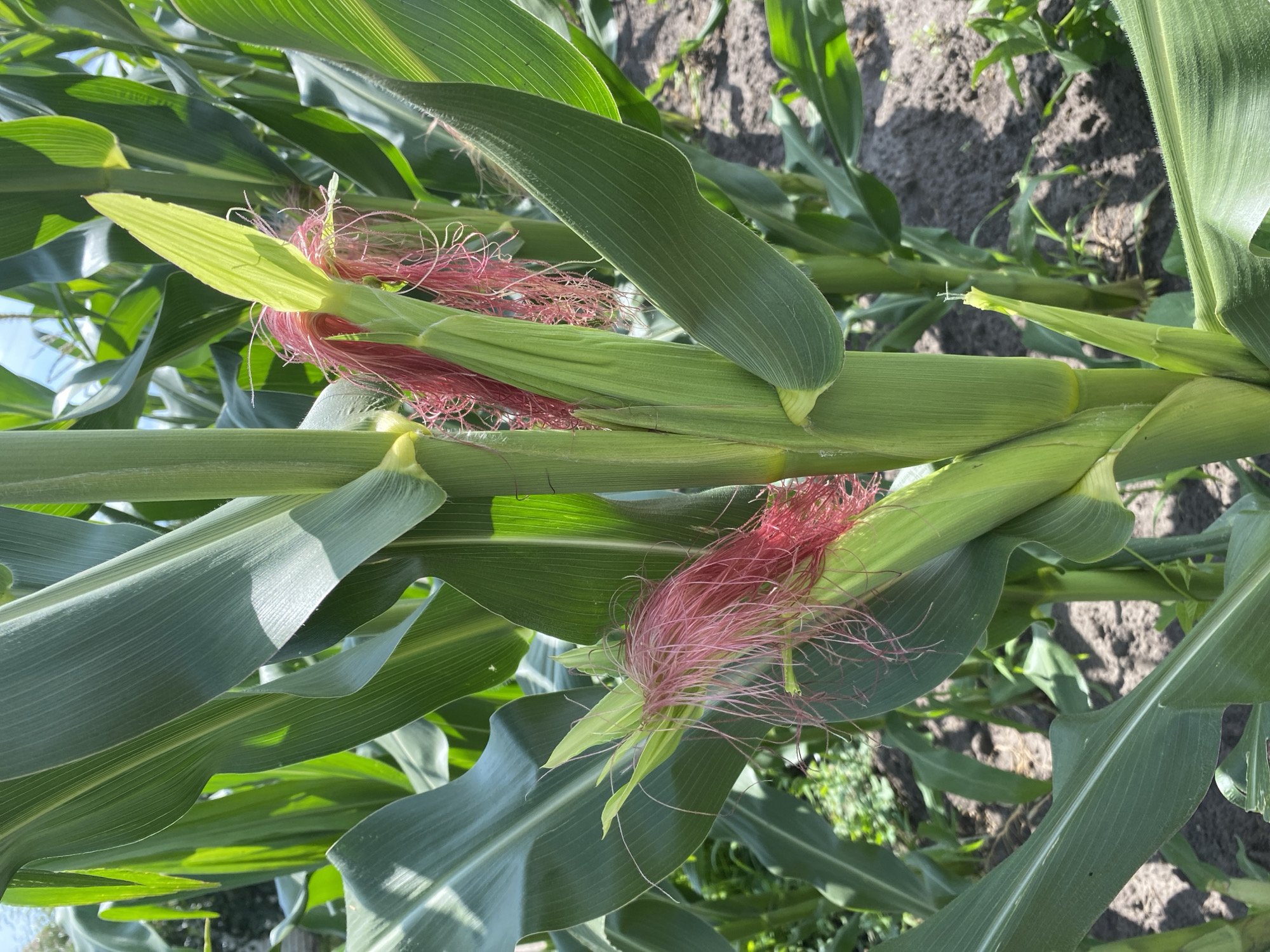 This is a close-up, eye-level photograph of a cornfield with two young corn ears clearly visible. The corn stalks are tall and green, with long, broad leaves. The corn silks, a vibrant pinkish-red color, are emerging from the tips of the two ears. The background shows more corn stalks and the dry, tilled soil of the field. The lighting suggests it is daytime, with sunlight illuminating the plants. There are no people or animals present. This scene is consistent with a rural agricultural setting.