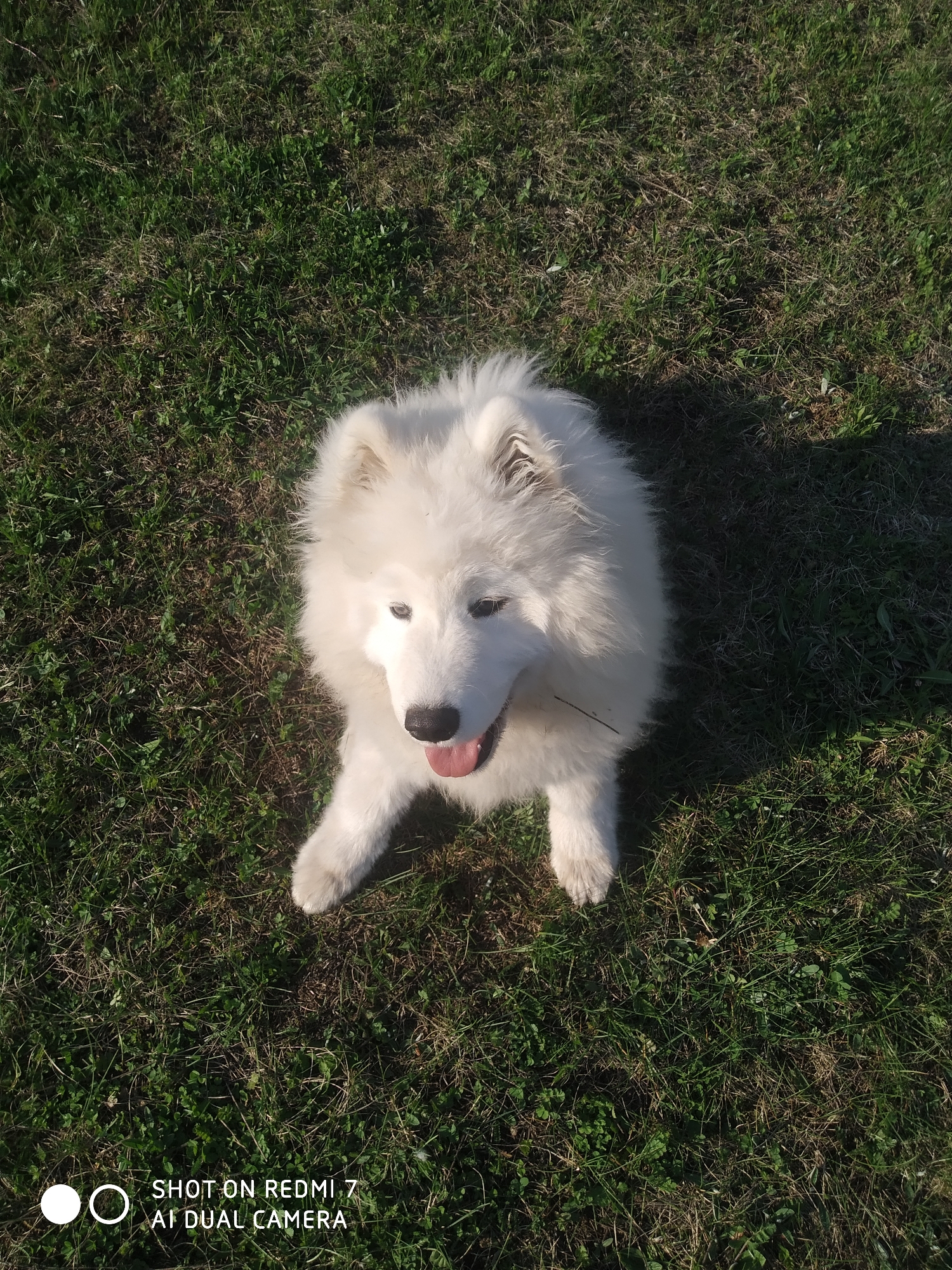 A white Samoyed dog sits on green grass. The image was taken in an outdoor environment, likely a park or yard. The camera imprint "SHOT ON REDMI 7 AI DUAL CAMERA" is visible at the bottom of the image. The location, Chaikovsky, Russia, cannot be confirmed from the image alone. No people are visible.