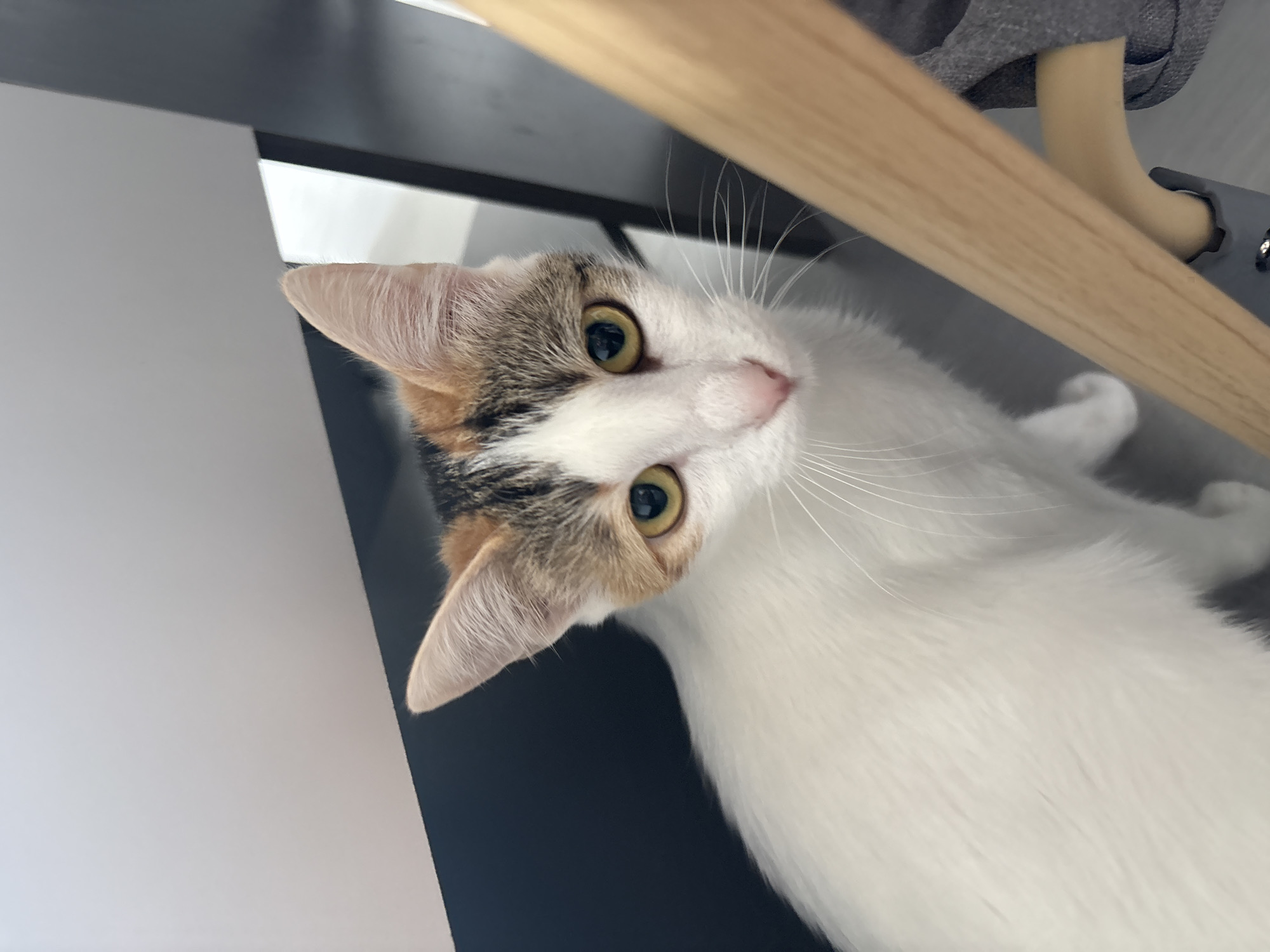 A calico cat is the sole subject in this image. The cat has white fur with patches of orange, brown, and black. Its eyes are yellow with dark pupils, and its nose is pink. The cat is looking directly at the camera with its head tilted slightly. The background is blurred, but appears to be indoors, with a dark surface behind the cat and a light-colored ceiling above. A wooden object is in the foreground, partially obscuring the cat. The image was taken in Plovdiv, Bulgaria.