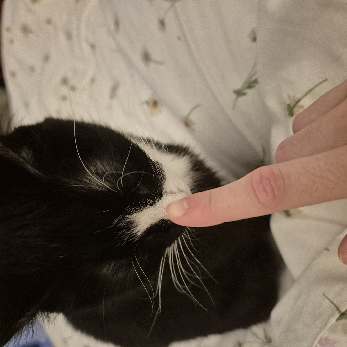 The image displays a close-up, overhead perspective of a black and white tuxedo cat interacting with a human finger, located in Strasbourg, France. The cat, exhibiting black fur with prominent white markings on its nose, chin, and whiskers, is positioned with its head slightly down. A human index finger, characterized by fair skin and a natural, unpainted nail, is gently touching the cat's pinkish nose. The immediate environment consists of a white fabric surface, possibly a bedsheet or blanket, patterned with subtle, light green floral or leaf motifs.
