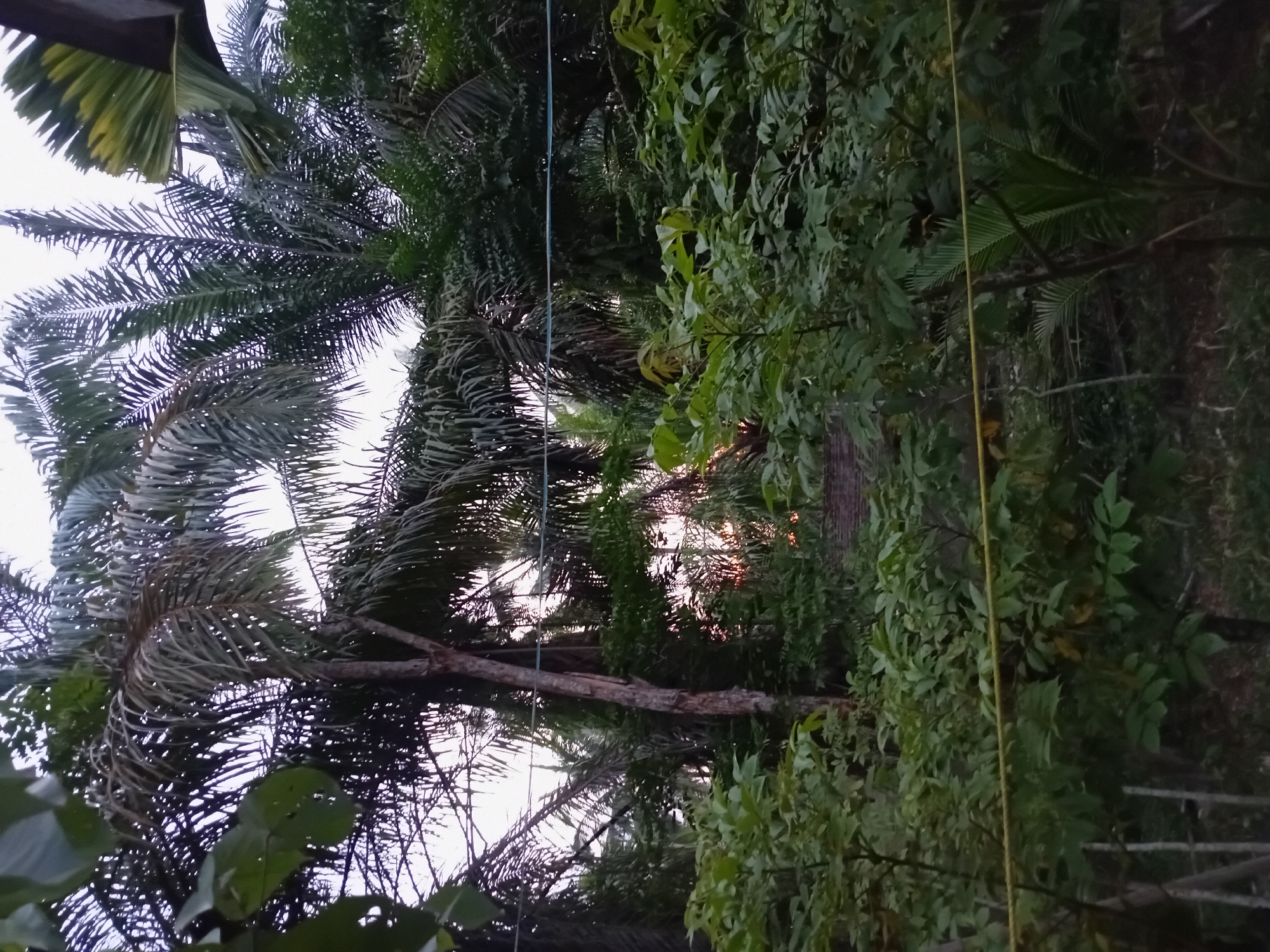 A lush, green landscape with tall palm trees dominates the frame, characteristic of the tropical environment in Aluebuya, Indonesia. The scene appears to be an outdoor space, possibly a yard or garden, with dense foliage and vegetation. In the background, a hint of brickwork suggests a building or structure, partially obscured by the greenery. The sky above is overcast, indicating a muted natural light. A yellow wire or string runs horizontally across the lower portion of the image, adding a man-made element to the natural setting. The overall impression is one of abundant plant life, typical of a humid, tropical climate.
