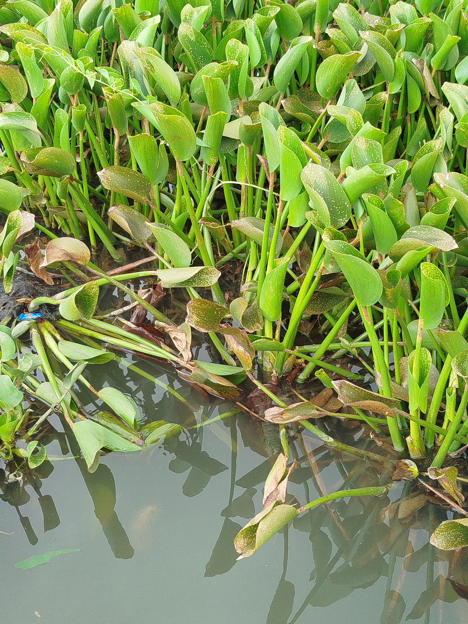 The image depicts a dense cluster of water hyacinths growing in a body of water. The plants are characterized by their bright green, bulbous leaves and long, fibrous stems that extend into the murky water. Some of the leaves show signs of browning and decay, suggesting a natural process of growth and decomposition. The water itself is a dull green, reflecting the surrounding vegetation and the overcast sky. The scene appears to be an outdoor environment, likely a canal, river, or pond, given the abundance of aquatic plants. There are no people or animals visible in the image, and no man-made structures are immediately apparent, although a small piece of blue plastic is visible entangled among the stems near the water's edge. The overall impression is one of natural growth and the quiet presence of aquatic life.
