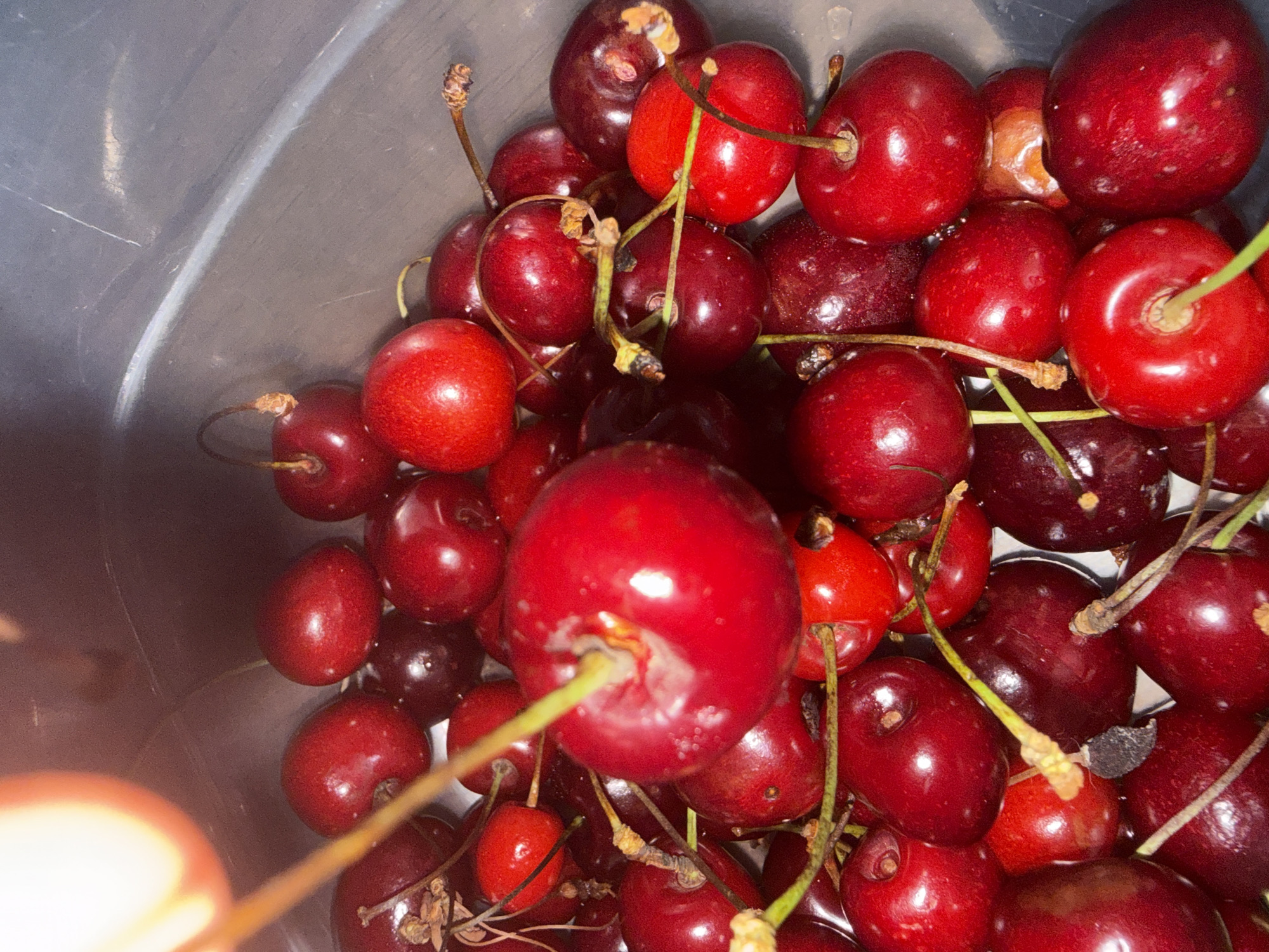 The image shows a close-up, overhead view of a pile of fresh, ripe cherries in a gray plastic container. The cherries are predominantly a deep red color, with some appearing slightly darker. Several cherries have stems attached, which are thin and brown or green. A blurry, bright object, possibly a hand or finger with a light reflection, is visible in the upper left corner of the frame, obscuring part of the cherries. The cherries are closely packed together, with some overlapping. The container appears to be indoors, and the lighting is artificial, creating highlights and shadows on the fruit. There are no discernible landmarks or clues within the image to suggest a specific location in Tbilisi, Georgia.