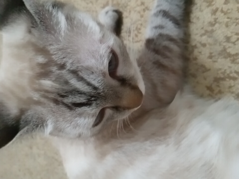 The image shows a close-up of a light-colored cat with tabby markings on its head and legs, lying on a textured surface that appears to be a carpet or rug. The cat's eyes are partially closed, and its head is tilted downwards. The background is out of focus. There is no identifiable information or context within the image that would suggest its location in Angren, Uzbekistan.