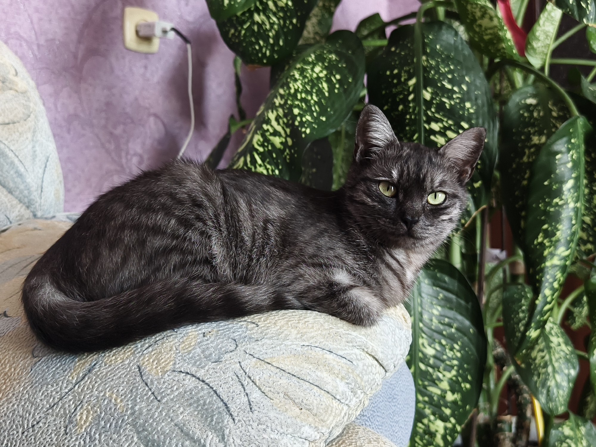 A gray tabby cat with green eyes is lying on a patterned cushion in front of a large potted plant with green and yellow variegated leaves. The background consists of a lilac-colored wall with a floral pattern, and an electrical outlet with a plug and white cord is visible on the wall. The scene appears to be indoors, likely in a residential setting. There is no indication of the location being in Семилетка, Russia.