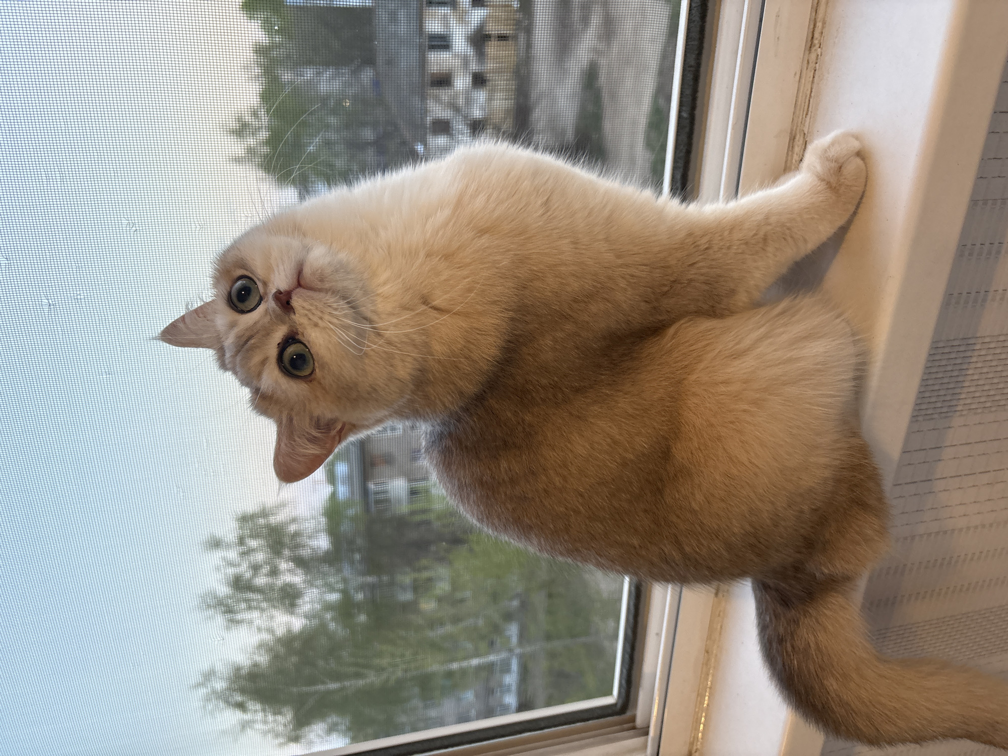 A light-colored cat is positioned on a white windowsill in what appears to be a domestic setting. The cat is primarily light beige, with a denser, darker beige on its body. Its paws, face, and ears are a lighter beige. It has green eyes. The cat's face is oriented toward the viewer. A mesh window screen separates the interior from the outside. Through the screen, one can discern buildings and trees, indicating an urban or suburban area. While it is not possible to identify the city of Chaikovsky, Russia with 100% accuracy from this image alone, the architecture and foliage are consistent with a Russian urban environment.
