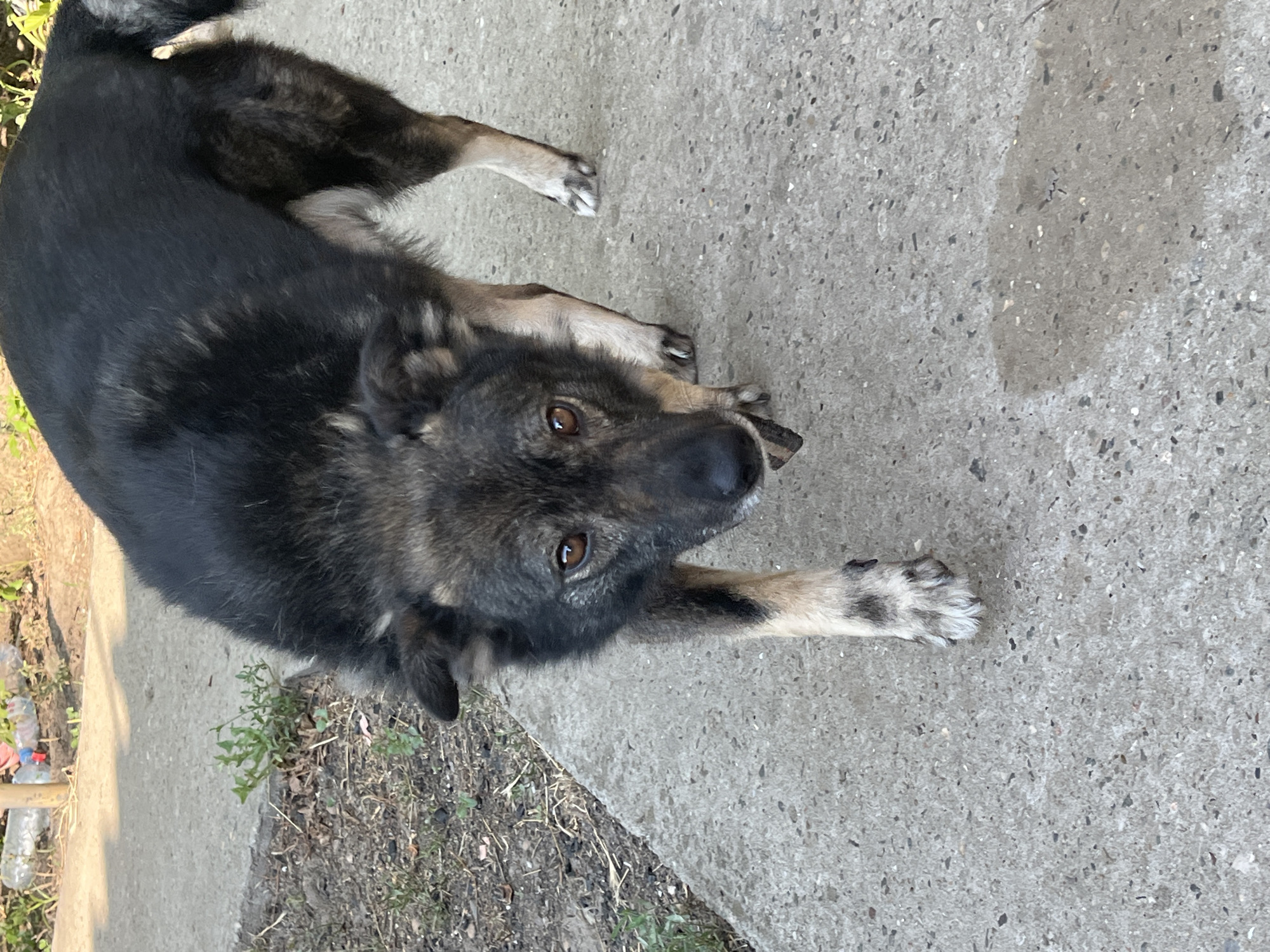 A mixed-breed dog with black and tan fur stands on a concrete path in Krasnyye Barrikady, Russia. The dog is looking down at a small stick it is holding in its mouth. The path is bordered by dirt and sparse green vegetation. In the background, a metal pole and some plastic bottles are visible. The lighting suggests it is daytime.