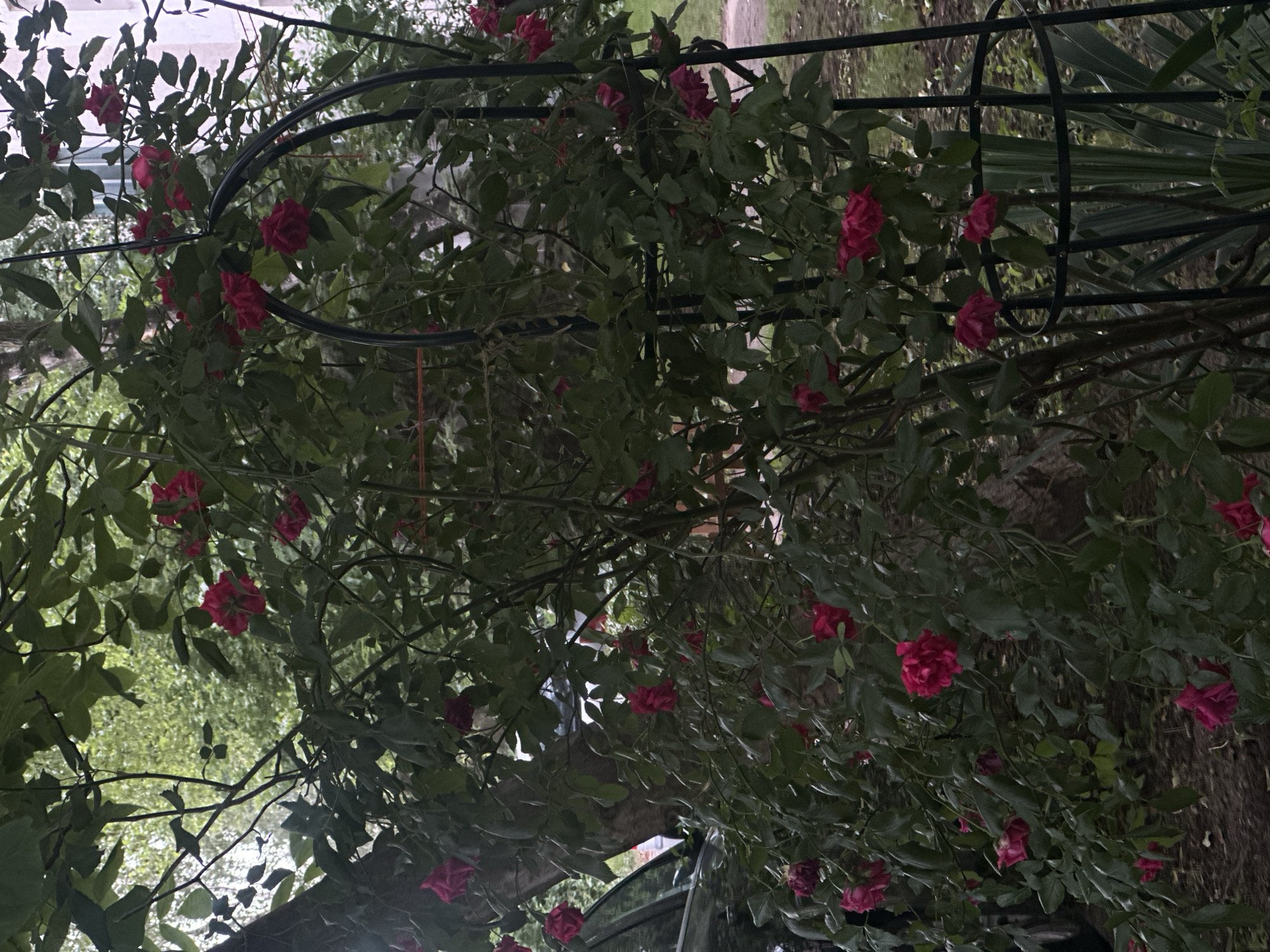 The image shows a dense bush of red roses climbing a dark metal trellis in Sofia, Bulgaria. The roses are in full bloom and are scattered throughout the green foliage. The trellis is curved, forming a partial arch. The background is somewhat blurred, but it appears to be an outdoor setting with some greenery and hints of structures. The lighting suggests it could be daytime, but the overall mood is somewhat dim, possibly due to overcast skies or being in a shaded area. There are no people or explicit text visible in the image. The focus is entirely on the natural beauty of the blooming roses and their arrangement on the trellis.