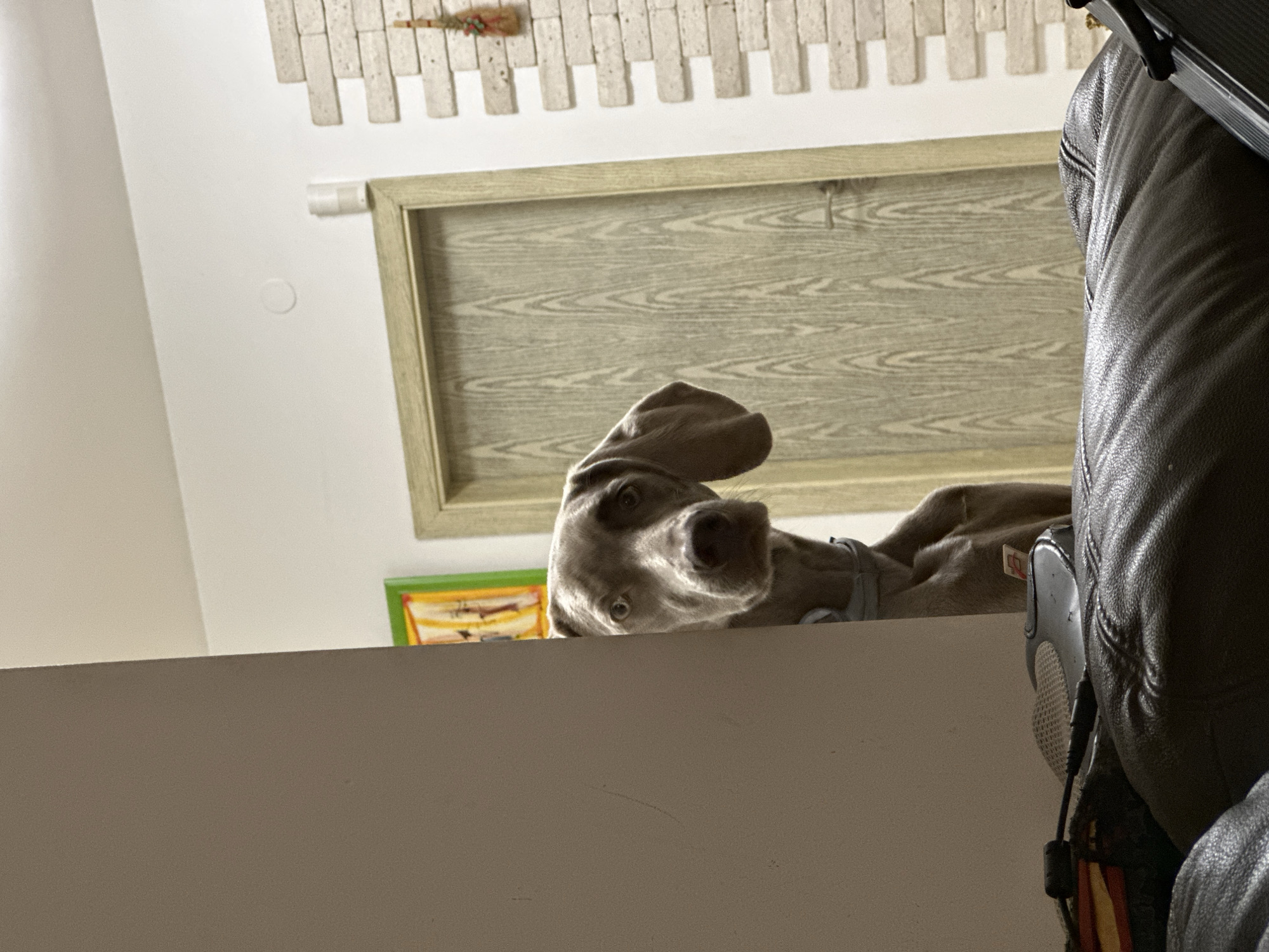 An indoor, low-angle shot captures a Weimaraner dog peering over a light-colored partition or piece of furniture. The dog's head is tilted, and its eyes are wide and focused upwards, suggesting curiosity or anticipation towards the viewer. The dog's ears are floppy, characteristic of the breed.
In the foreground, the top edge of the partition is prominent, with the right side of the frame showing a dark, textured leather sofa or chair arm, and a partial view of a black and gray shoe or foot resting on it.
The background reveals an interior living space. Above the dog, a wall is decorated with horizontal, brick-like rectangular tiles in light tones. A small decorative object, possibly a hanging ornament, is visible on this textured wall. Below this, a large rectangular framed object hangs, featuring a light-colored wooden frame and an interior surface with a wavy, wood-grain pattern. A smaller framed picture with a bright green border is partially visible below the larger frame, further down and to the left of the dog's head. A small white circular fixture is also present on the wall to the left of the large frame.
The lighting suggests a well-lit indoor environment, possibly daytime. No specific location cues for Plovdiv, Bulgaria, are visually discernible from the image. The dog's tag on its collar and a small label on the leather furniture are not legible. The scene depicts a playful or attentive interaction with the dog.