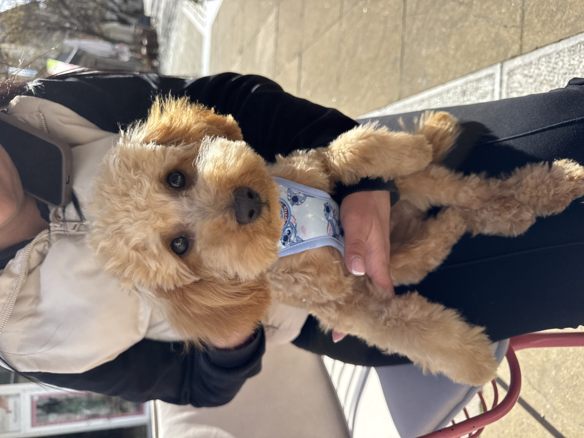 A person holds a small, light-brown, poodle-like dog with a blue "Stitch" patterned harness. The person wears a black jacket over a white shirt. They are seated on a chair with a red metal frame and a blue plastic seat, likely outdoors. The ground appears to be paved.
Without additional information, it is not possible to confirm this location is within the city of Blagoevgrad, Bulgaria.