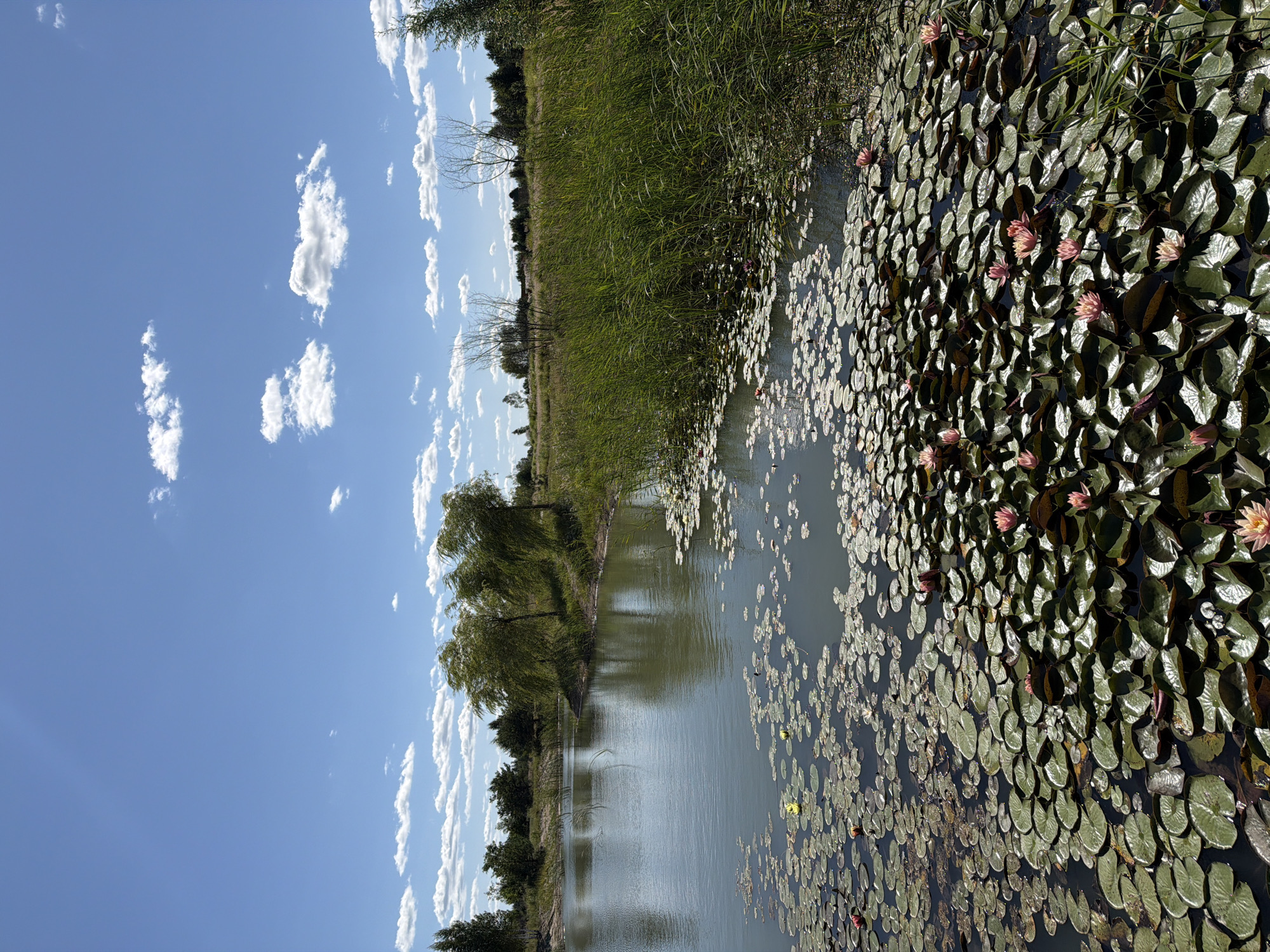 The image depicts a tranquil pond covered with numerous lily pads and several pink water lilies. Tall green reeds line the right bank of the pond, and beyond them, a field stretches towards the horizon, dotted with sparse trees. The background features a bright blue sky with scattered white clouds. The reflection of the trees and sky is visible on the surface of the water. The location is identified as Severynivka, Ukraine. There are no people or animals visible in the scene. The overall impression is one of a peaceful, natural landscape on a sunny day.