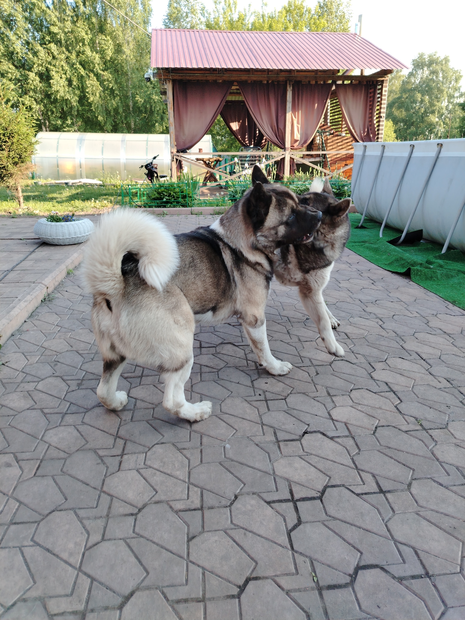 Two American Akita dogs are playing on a paved patio in the backyard of a house in the village of Rassvet, Russia. The dog on the left is facing away from the camera and has its tail curled over its back. The dog on the right is facing the camera and is nudging the other dog. In the background, there is a wooden gazebo with a red roof and brown curtains, and a large inflatable swimming pool. Trees and a greenhouse are visible in the distance.