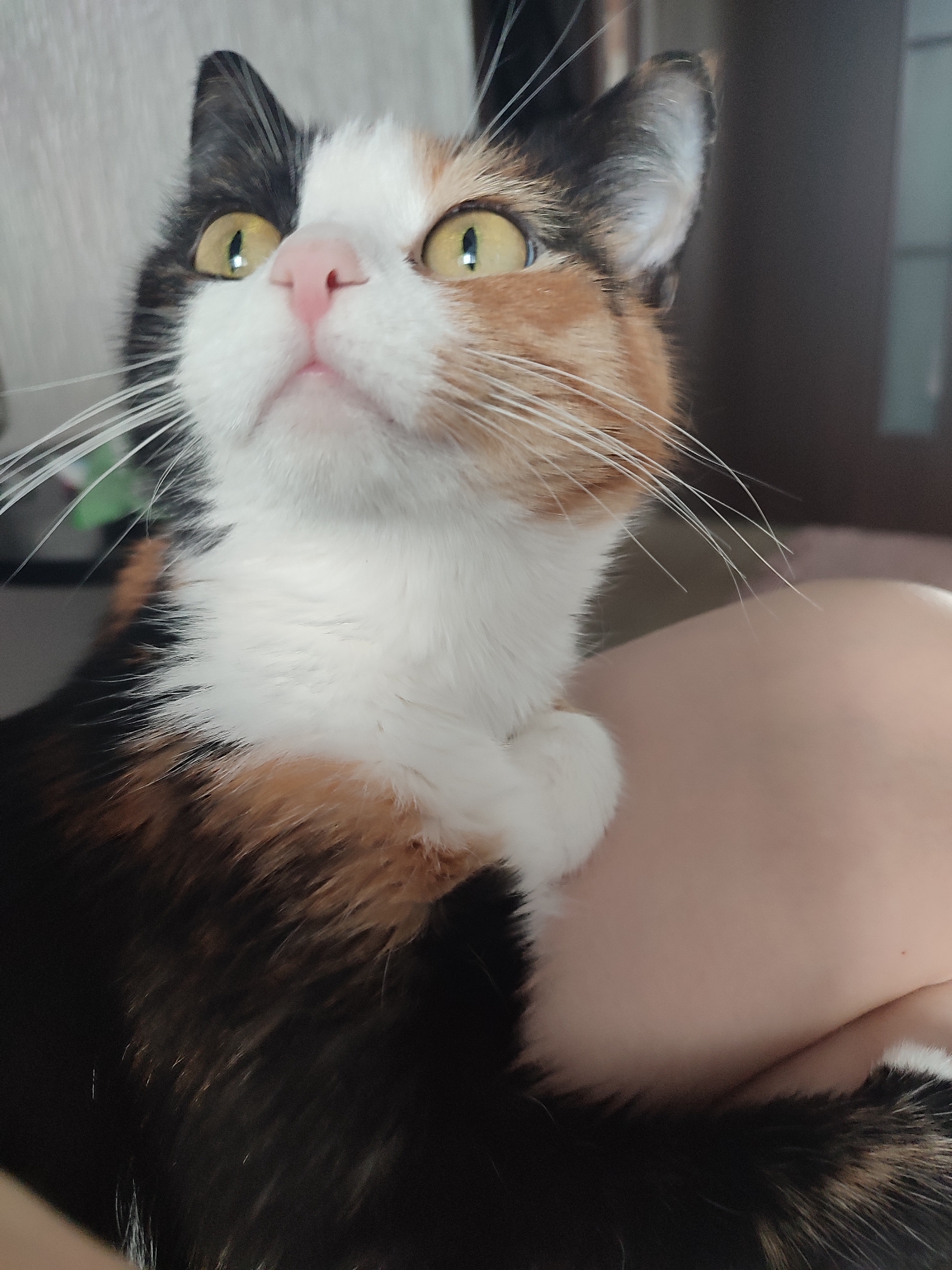 A close-up portrait captures a calico cat looking upwards with an alert and curious expression. The cat's head is tilted slightly to the left, showcasing its bright, round amber-yellow eyes which reflect light from above. A small, pink nose is prominent in the center of its face, from which numerous long, white whiskers fan out.
The fur displays characteristic calico markings: extensive white fur covers its chin and chest, extending up to part of its face. Black patches are visible on the left side of its face, ear, and body, while orange-ginger patches adorn the right side of its face and are interspersed with the black fur on its body and tail.
The cat is positioned comfortably on a person, with one white paw gently resting on light-toned human skin, likely a leg or arm. A fluffy section of its tail, also displaying the calico pattern, is visible further down, resting against the same skin. The background is softly blurred, suggesting an indoor environment with indistinct lighter and darker areas, possibly walls or furniture. The lighting indicates it is daytime. No text is visible in the image.