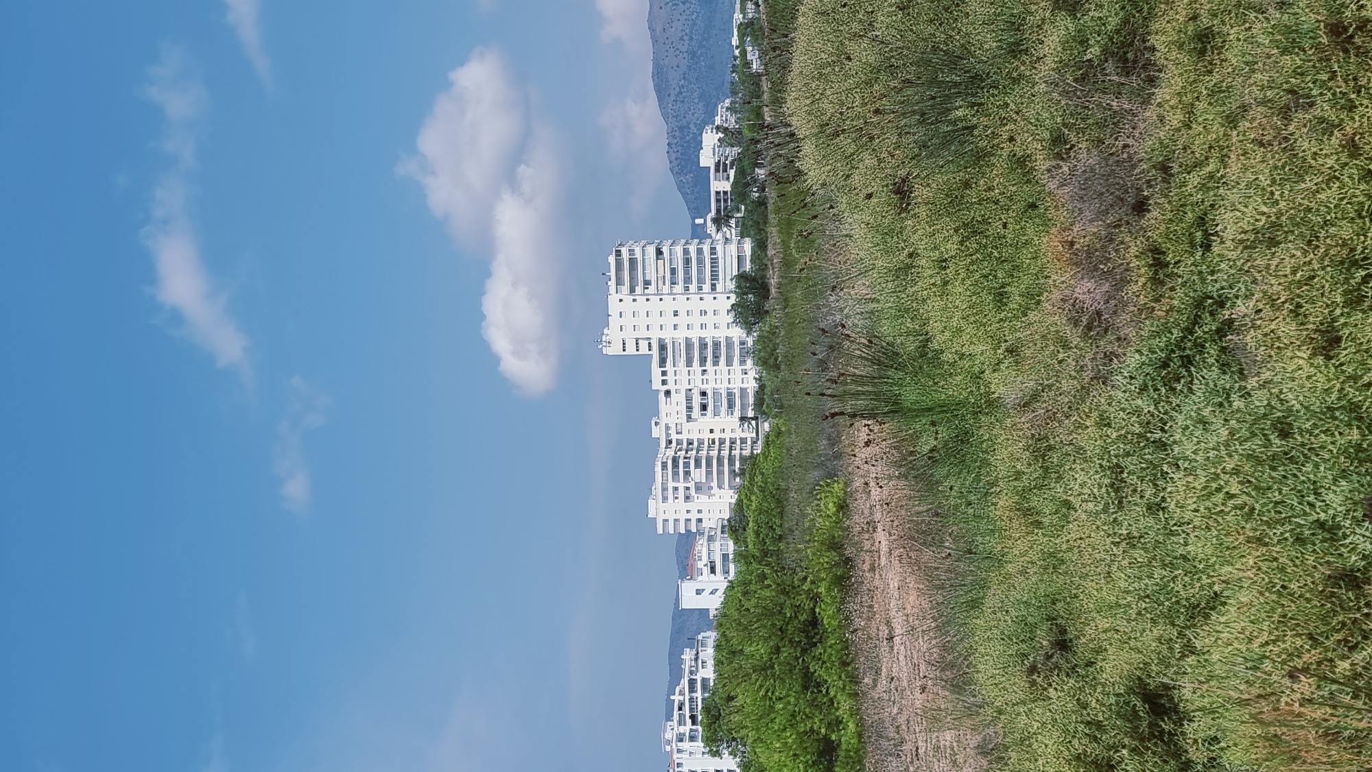 This is a vertical, eye-level, full shot of a coastal landscape in Castelló d'Empúries, Spain, under a bright, blue sky with scattered white clouds. In the foreground, dense, green shrubbery and tall, dry reeds dominate the landscape, interspersed with patches of sandy earth. Beyond the vegetation, a row of modern, white apartment buildings with multiple balconies and windows stretches across the middle ground. Further in the background, rolling, muted purple hills rise against the horizon, and another cluster of white buildings is visible. The overall impression is of a sun-drenched day in a Mediterranean coastal town, with a contrast between the natural coastal environment and the urban development.