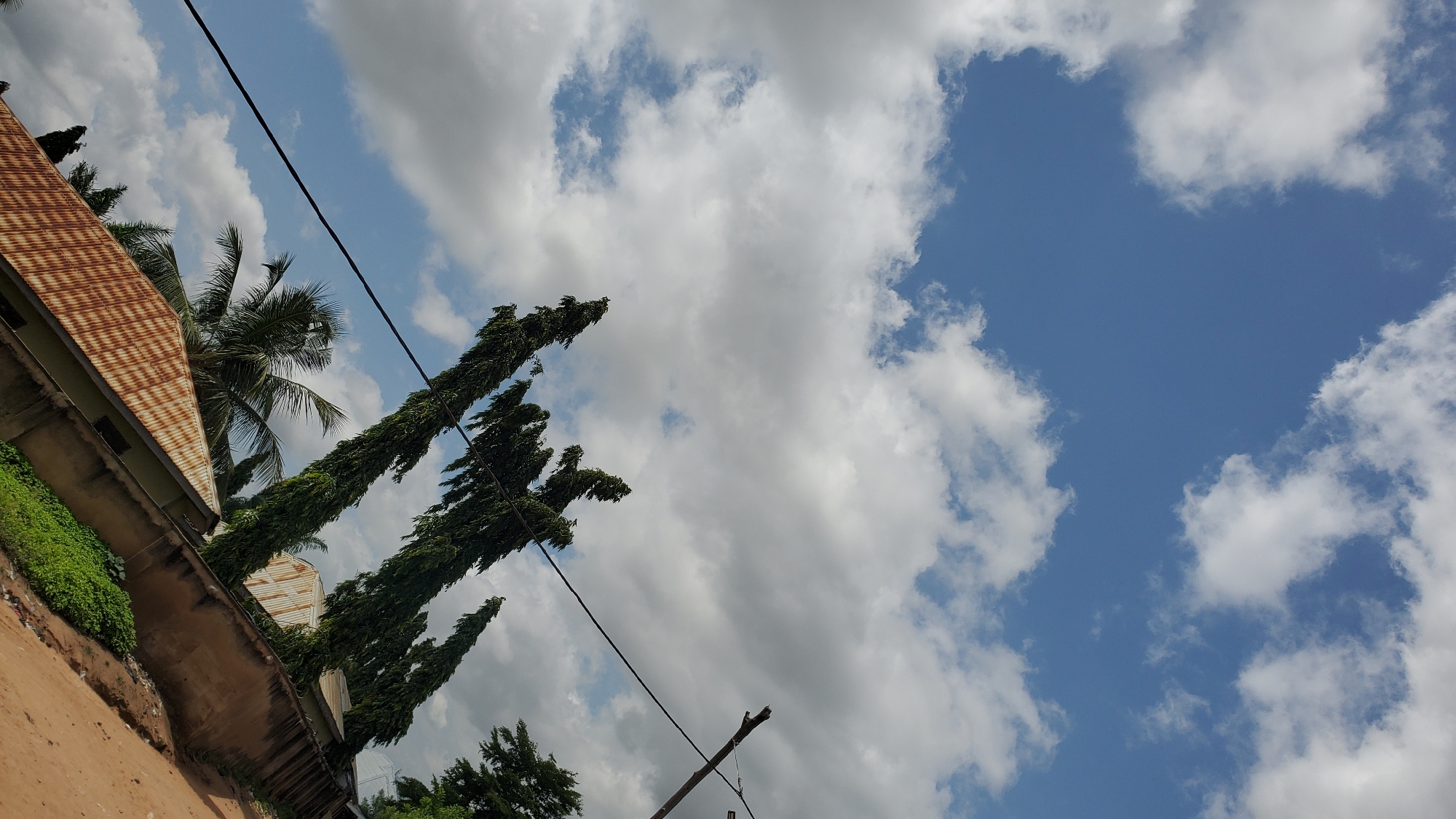 This is a vertical, medium shot of a rural or suburban street scene in Jalingo, Nigeria, under a partly cloudy blue sky. In the foreground, a rust-colored, corrugated metal roof of a building is visible, angled from the lower left to the middle right of the frame. A light green wall runs along the side of the building. To the right of the roof, a dirt path or road is visible, leading diagonally away from the viewer.
Behind the building, several tall, slender trees with dark green, dense foliage line the street, extending upwards towards the sky. One of these trees is in focus and prominent in the middle ground. A black electrical wire stretches diagonally across the frame from the upper left to the middle left, connected to a utility pole with a detached crossbar, visible in the upper right quadrant.
Further back, behind the tall trees, parts of other buildings with similarly colored corrugated roofs can be seen, suggesting a cluster of houses or structures. Lush green vegetation grows along the base of a concrete wall, separating the area with buildings from the dirt path. In the upper portion of the image, the sky is predominantly blue with scattered white and gray cumulus clouds. The overall lighting suggests it is daytime. There are no people or animals visible in the scene.