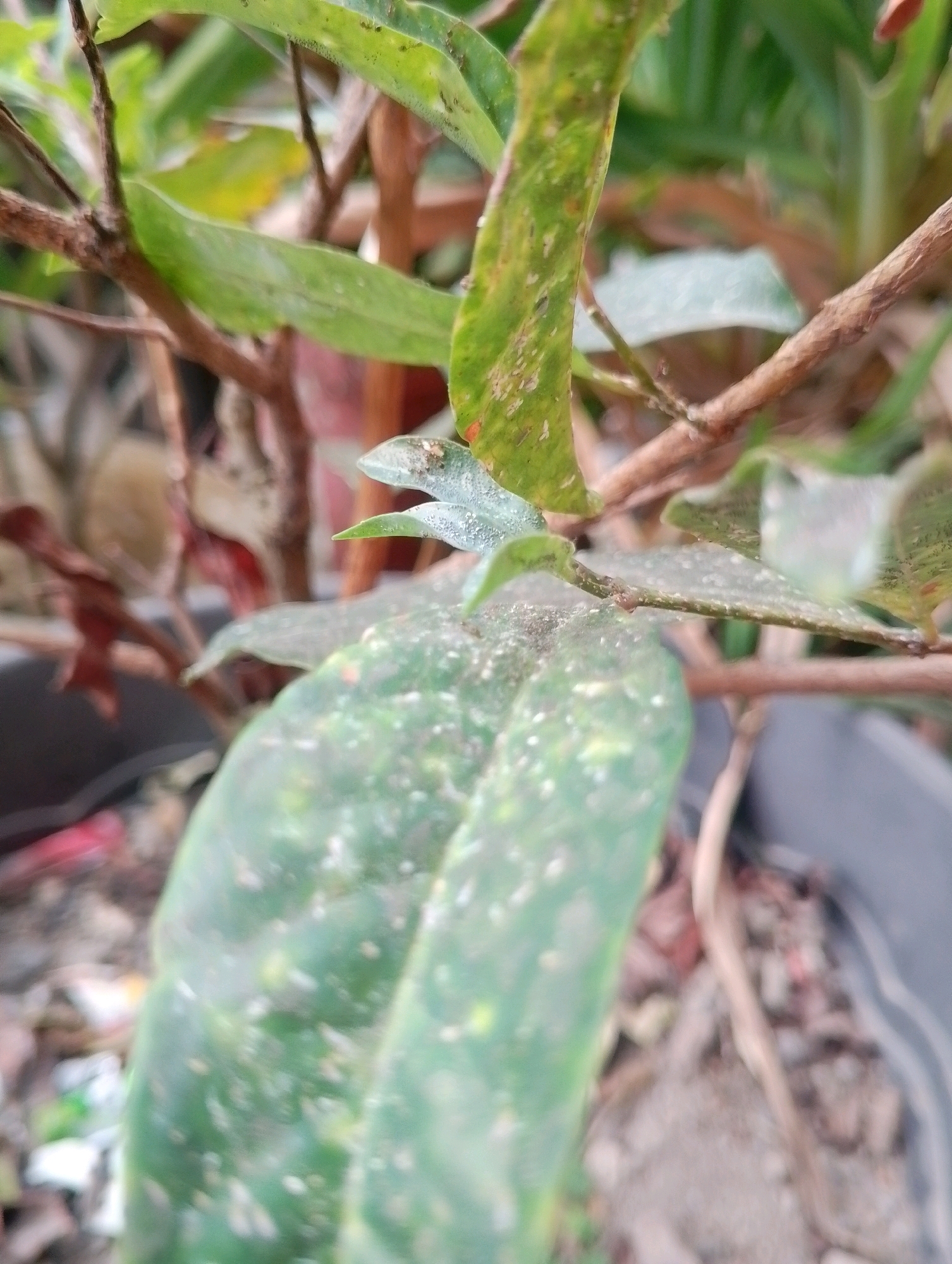 In Kendalrejo, Indonesia, a close-up, high-angle photograph captures a detail of a plant, focusing on its leaves and stems. The primary subject is a cluster of green leaves, some appearing slightly wilted and covered in small white specks, possibly dust or tiny insects. A thin, brown stem runs through the frame, with another, thicker, leafless branch visible in the background. The surrounding environment is out of focus, showing hints of a gray pot and reddish-brown soil, suggesting the plant is in a container. The lighting is natural, creating a soft illumination that highlights the textures of the leaves.