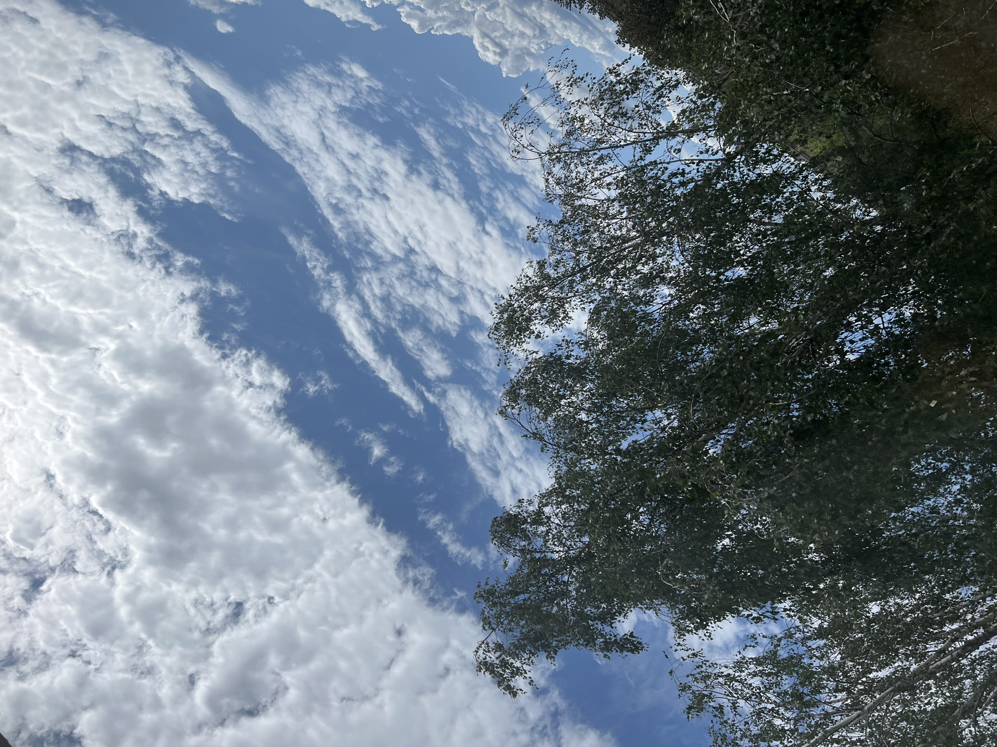 A low-angle shot captures the sky above a dense line of trees. The sky is a vibrant blue, streaked with wispy white clouds. The trees, primarily foliage-heavy deciduous varieties, are in the foreground, their branches and leaves appearing somewhat windswept. The overall impression is a natural scene. There is no indication of the city of Warsaw, Poland, nor any people or specific urban elements within the frame.