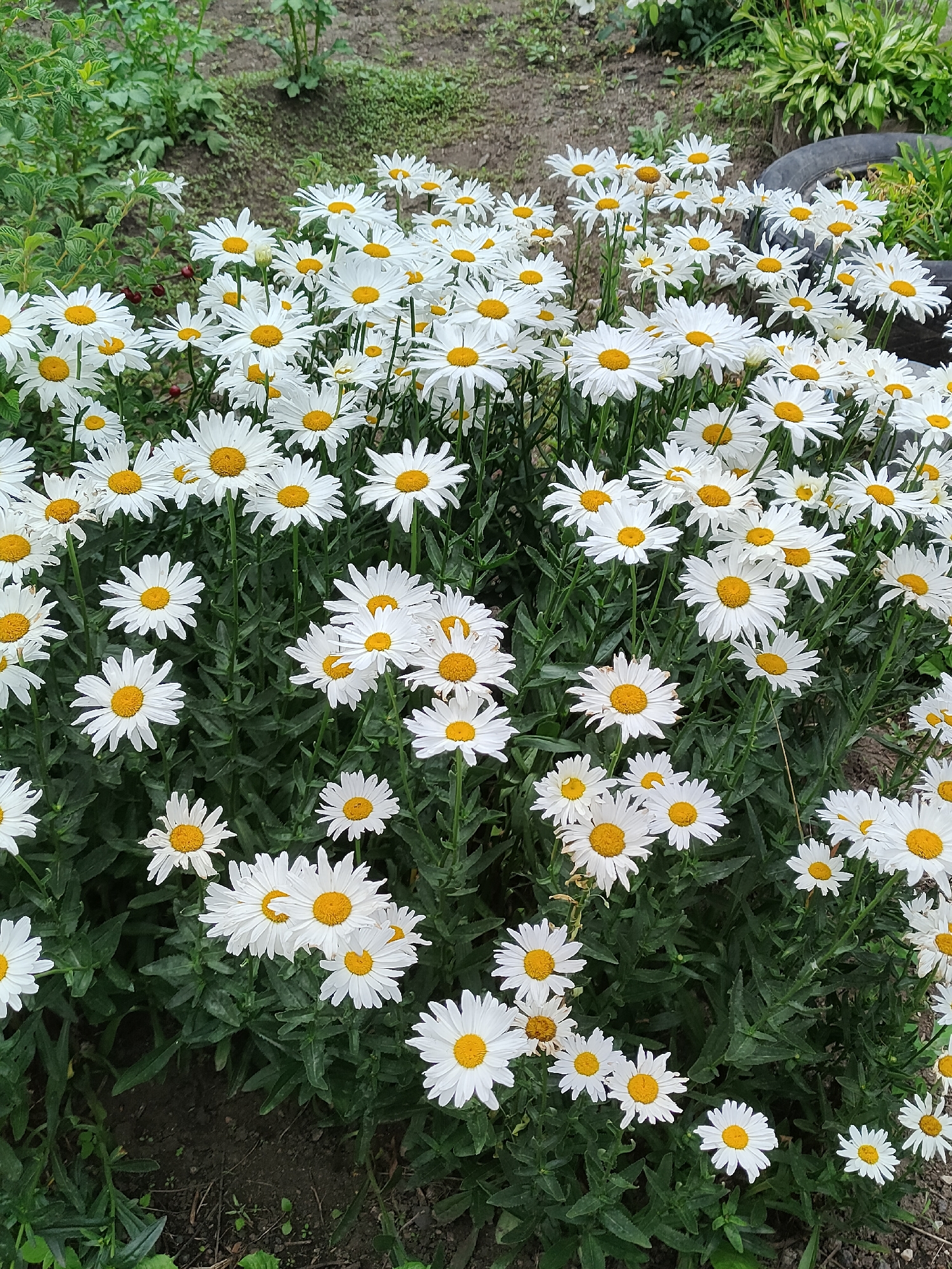 A close-up, eye-level shot captures a dense cluster of white daisies with yellow centers, blooming in a garden. The daisies fill the majority of the frame, with their white petals fanning out from vibrant yellow discs. Their green stems and leaves form a lush backdrop. The ground beneath the flowers is a mix of dark soil and scattered green vegetation, suggesting an outdoor setting. The image is taken on an overcast day, as indicated by the soft, diffused lighting and lack of harsh shadows. The specific location in the city of Jaña Būqtyrma, Kazakhstan, is not discernible from the visual elements of the photograph.