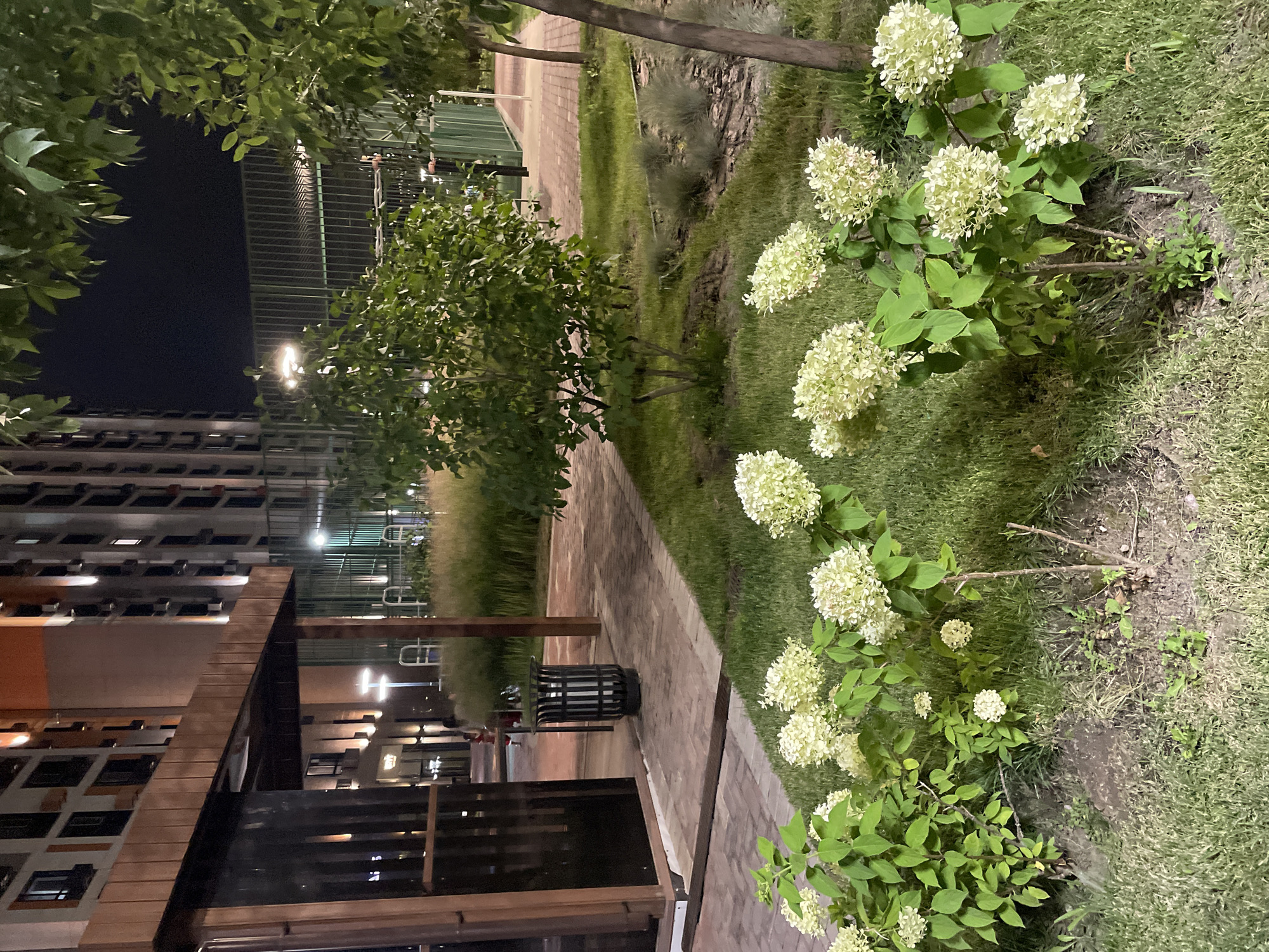 A nighttime scene shows the courtyard of a modern residential complex, possibly located in Almaty, Kazakhstan. In the foreground, a low planting bed features several hydrangeas with white or pale green blooms and green foliage, growing in well-maintained grass. Beyond the hydrangeas, a brick pathway winds through the courtyard, lined with more grass and several small trees. A black metal trash receptacle stands beside the path. In the middle ground, a covered outdoor seating area with wooden beams and dark paneled walls is visible. Further back, a tall, modern apartment building with numerous windows and illuminated interior lights dominates the background. A green metal fence encloses a sports court or recreational area, also visible in the middle ground. The overall ambiance is one of urban residential landscaping at dusk or night.