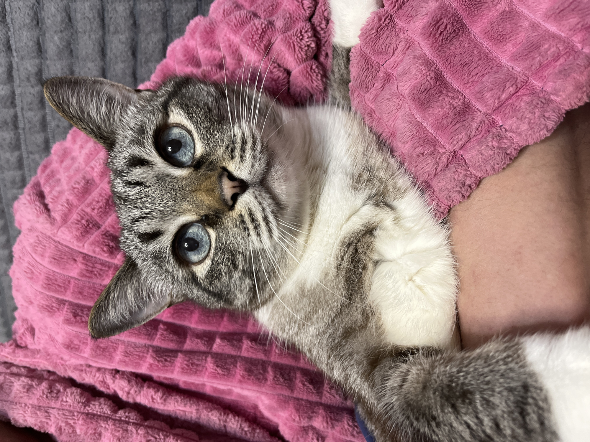 A lynx-point cat with blue eyes is lying on a pink blanket and a gray surface. A person's arm is visible next to the blanket. The location cannot be determined from the image.
