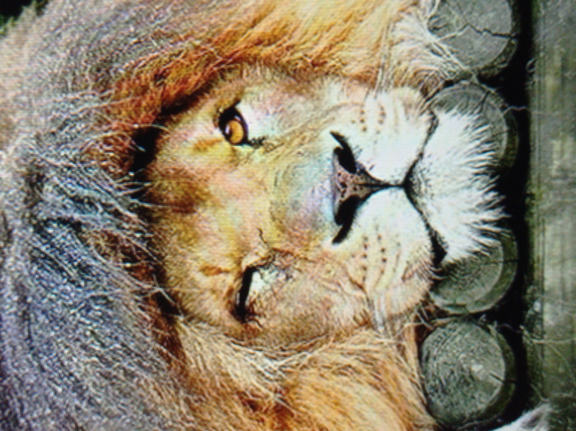 A close-up, slightly blurry image shows the face of a lion lying down, with its head resting on two wooden logs. The lion's mane is visible, appearing thick and somewhat disheveled, with a mix of tan, brown, and gray hairs. Its face is the primary focus, with one eye partially closed and the other open, showing a golden iris. The lion's nose is dark and detailed, with visible whiskers. The fur around its muzzle is lighter. The two logs beneath its head appear to be rough-hewn and weathered. The background is indistinct, suggesting an outdoor environment. There are no people, interactions, or specific locations identifiable within the frame. The image does not provide any information related to the city of Mukachevo, Ukraine.