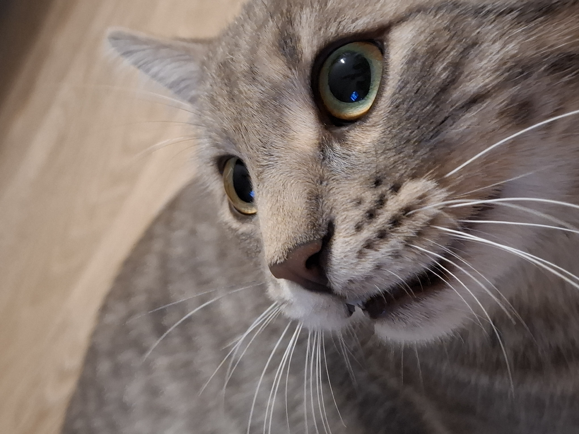 This is a close-up, overhead shot of a grey tabby cat's face, lying down on a light-colored wooden floor. The cat's eyes are wide open and looking upwards, with striking green irises and black pupils. Its whiskers are long and white, fanning out from its muzzle. The cat's nose is a dark pinkish-brown. The fur is a mix of grey and brown tabby markings. The background consists of the wooden floor, which has a visible grain pattern. The image is sharp and detailed, focusing on the cat's facial features. There are no people or other objects present in the frame. The location is not specified.