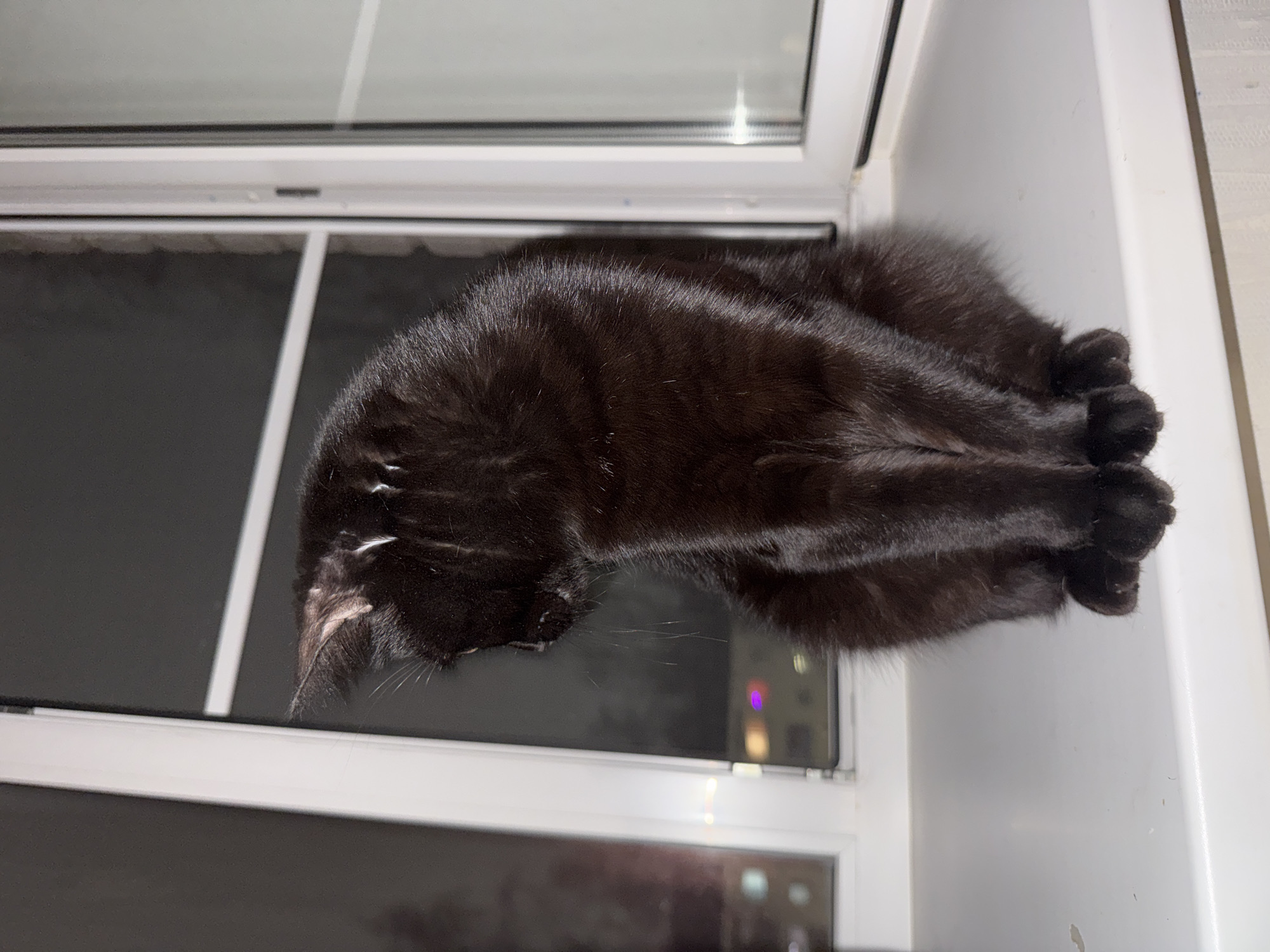 A black cat is curled up and sleeping on a white windowsill. A double-paned window is behind the cat. Outside the window, lights from buildings are visible, suggesting an urban environment. Based on the metadata, the location is Chaikovsky, Russia.