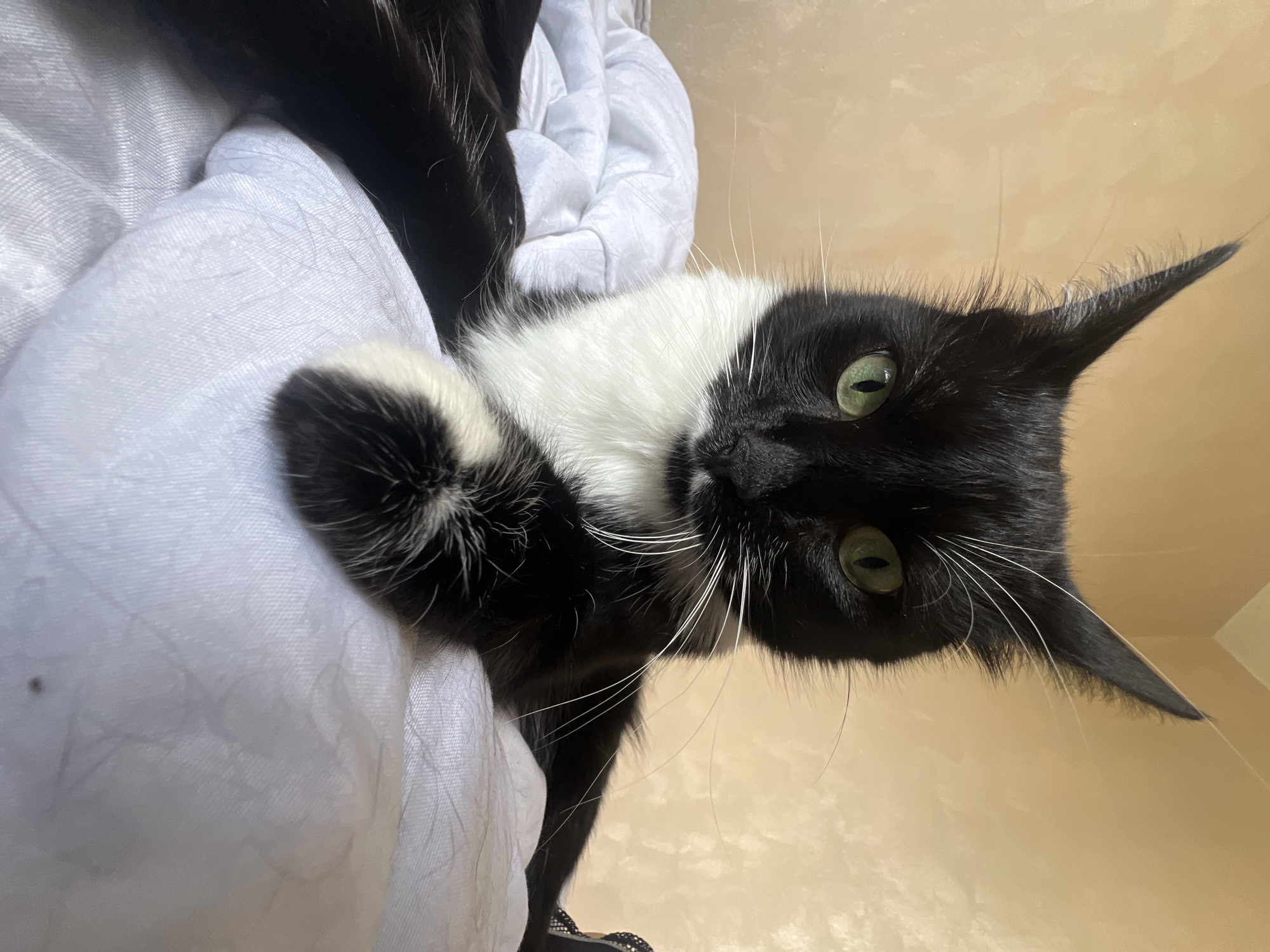 A black and white tuxedo cat with green eyes is lying on a white blanket. The cat is facing the camera and its ears are perked up. The background is a textured peach-colored wall. The image appears to be taken indoors, likely in a bedroom. There is no indication of the location being in Sofia, Bulgaria.