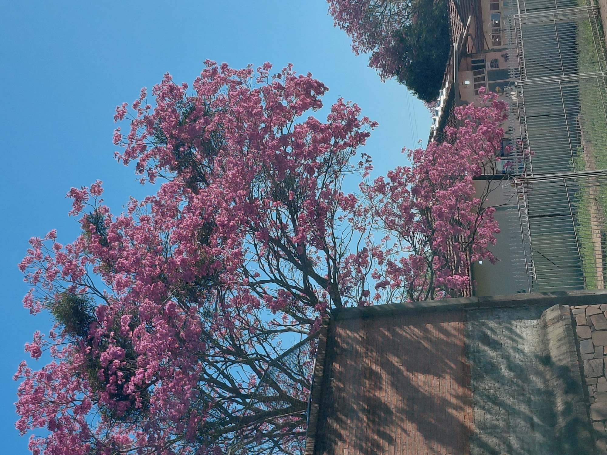 The image shows a brick wall in the foreground, with shadows of tree branches cast on it. A large tree with pink blossoms is prominent, with its branches extending across the upper part of the frame against a clear blue sky. In the background, there are buildings with tiled roofs and a metal fence. Another tree with pink blossoms is visible to the right. The scene appears to be from a residential area in Encarnacion, Paraguay, given the style of the architecture and the presence of flowering trees common in the region during springtime.