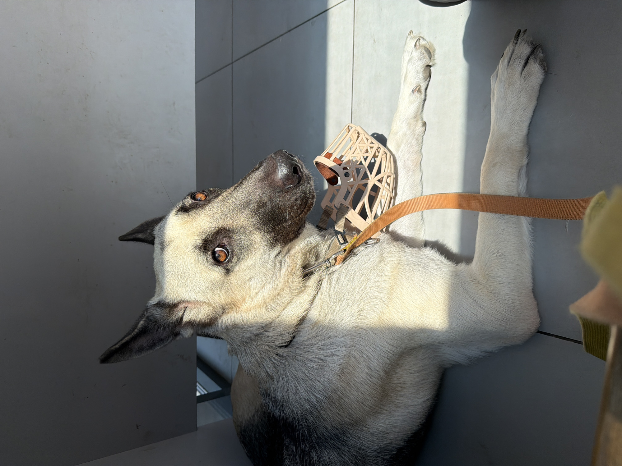 The image shows a German Shepherd dog lying on a tiled floor in what appears to be an indoor setting. The dog is wearing a light-colored muzzle and an orange leash. Sunlight streams in from the left, casting shadows across the dog and the floor. The dog's ears are perked up, and its gaze is directed to the right. The background is out of focus, but hints of a window and a dark surface are visible. The setting is nondescript and does not provide specific clues to its location within the city of Rostov-on-Don, Russia.
