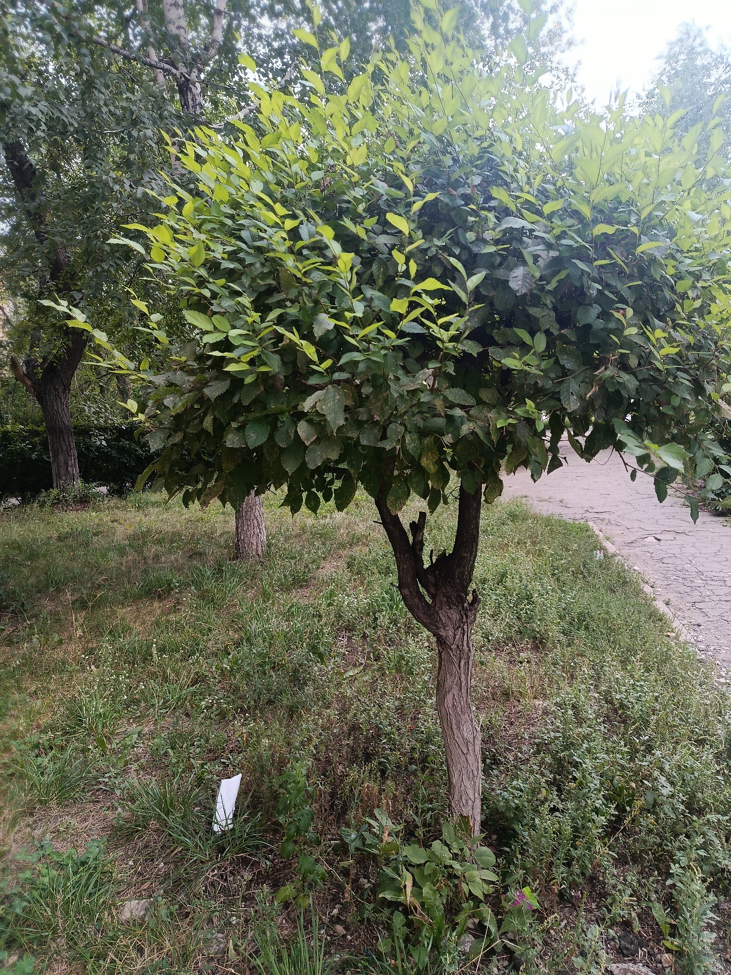 A small, leafy tree with a brown, textured trunk stands in a grassy area next to a paved walkway. The tree's branches are full of green and lighter green leaves, some of which appear to be illuminated by sunlight. To the left of the main tree, another larger tree with darker bark and leaves is visible. The ground surrounding the trees is covered in grass, some of which is dry and brown, mixed with patches of green vegetation. A white, folded piece of paper is stuck in the grass near the base of the main tree. The paved walkway is composed of broken, grey concrete slabs. The overall environment appears to be an outdoor urban or park setting. There are no people or animals visible in the image. The location is described as Syzran, Russia.
