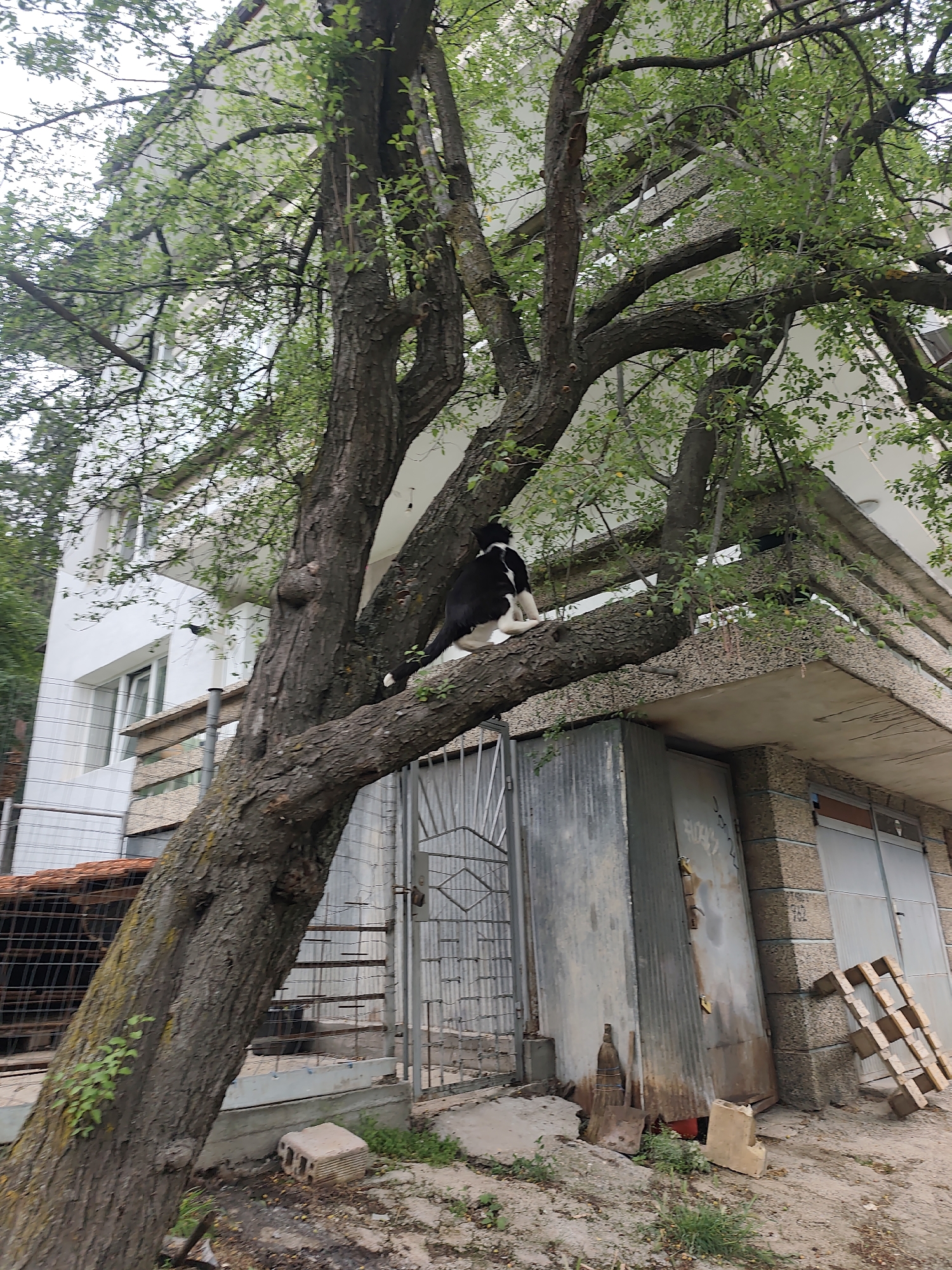 The photograph shows a black and white dog perched on a thick tree branch extending towards a white building. The tree, with dense green foliage, appears to be growing in close proximity to a building that looks like a garage or storage unit. A metal gate and various items such as a shovel, wood pallet, and some bricks are scattered around the ground near the base of the tree and the building. The location appears to be an urban or semi-urban area.