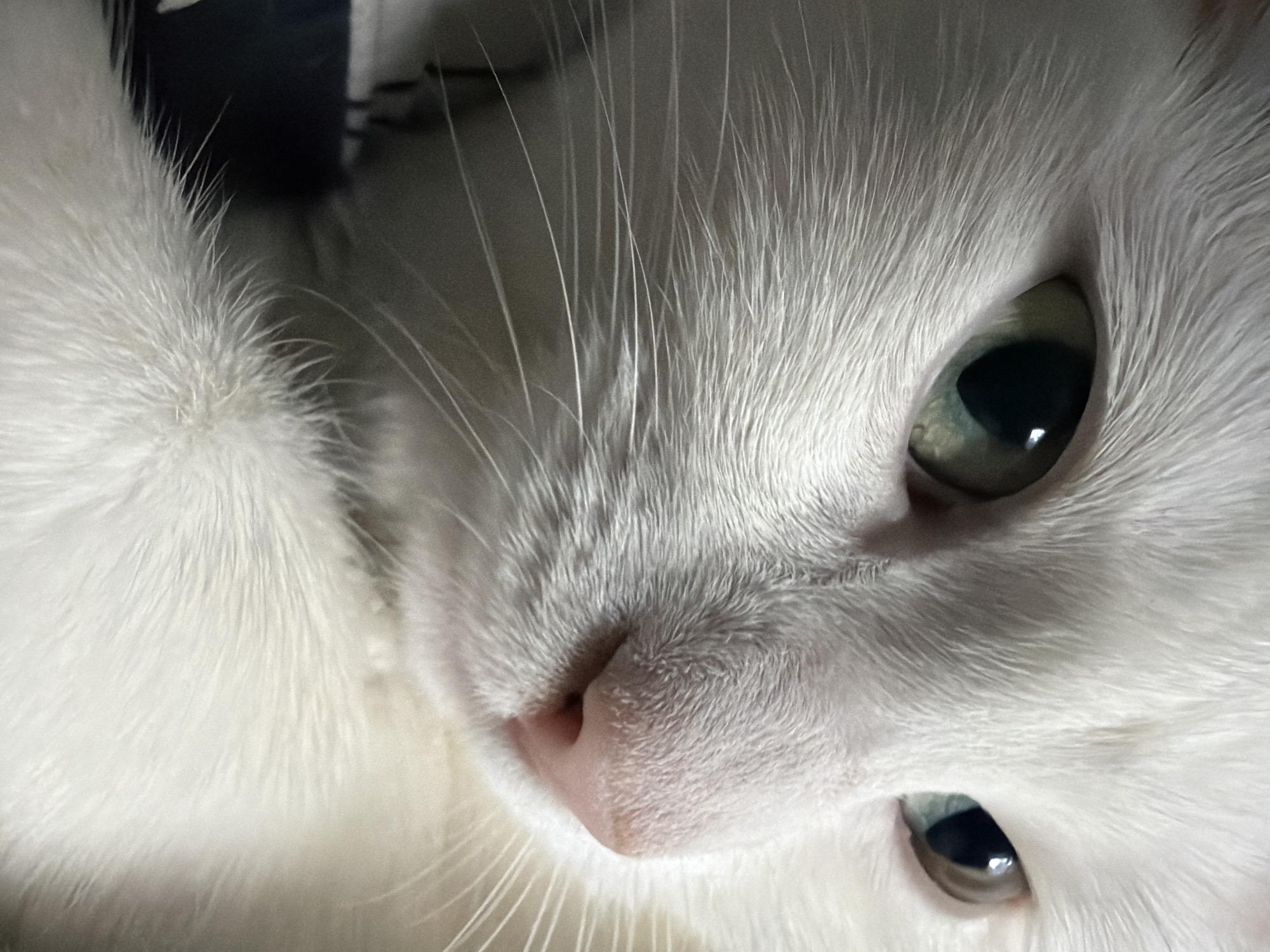 A close-up, slightly angled shot depicts the face of a white cat. The cat's features, including the pink nose, prominent whiskers, and the upper portion of the head, are clearly visible. The cat has two different colored eyes. The background is blurred and dark. The photo does not show any evidence of the location in the city of Tokkari, Russia.