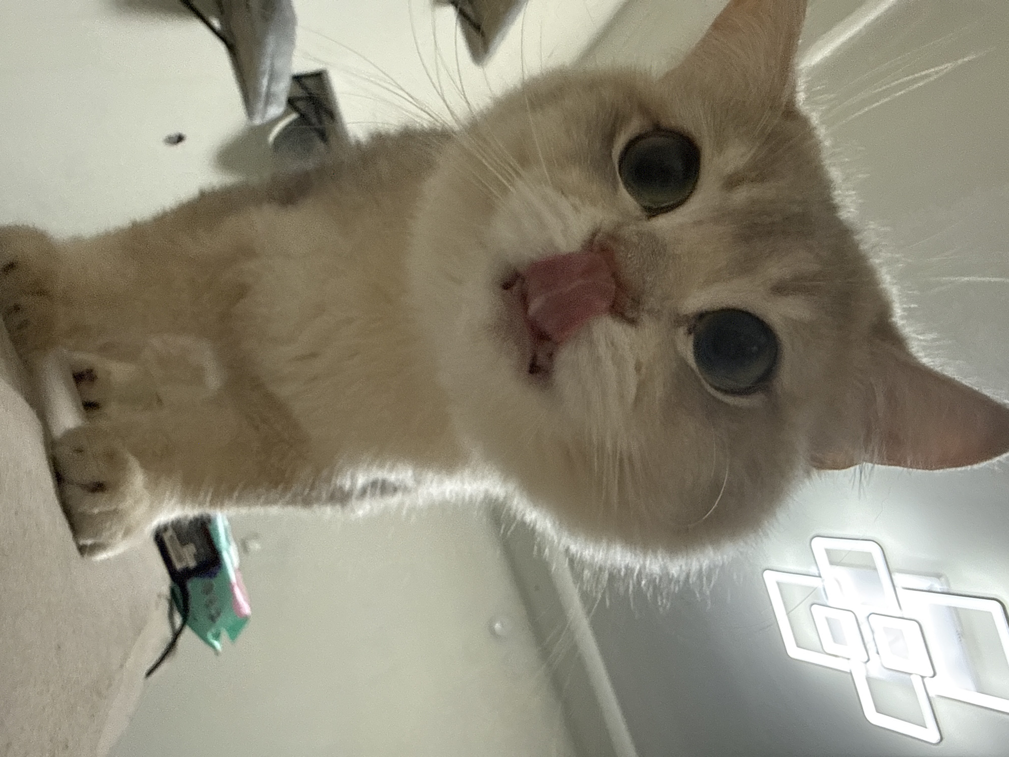 A close-up, low-angle shot captures a young, light-colored cat with large, dark eyes and its tongue sticking out, licking its nose. The cat is positioned in the foreground, with its front paws visible. In the background, a modern, geometric ceiling light fixture is illuminated. The environment appears to be indoors, possibly a room in a residential building, with neutral-colored walls and furniture. The image does not contain any elements that would indicate a specific location in Yurukovo, Bulgaria, or any other city.