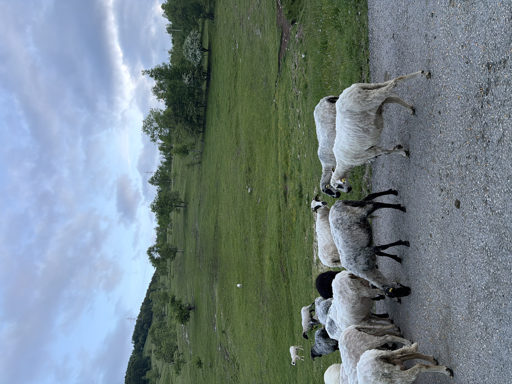 This vertical photograph, taken in Miloševići, Montenegro, captures a tranquil rural scene centered around a flock of sheep. The asphalt road occupies the right side of the frame, separating the sheep from an expansive, lush green field that stretches into the distance on the left. The sky, which dominates the upper portion of the image, is overcast with soft, diffused light, suggesting either early morning or late afternoon.
A diverse group of sheep, including white, grey, and black individuals, are gathered near or on the edge of the asphalt road. Several sheep have their heads lowered, appearing to graze on the sparse ground vegetation. Yellow ear tags are visible on some of the sheep, though no legible text can be discerned. In the wider green field to the left, a small white lamb stands in the middle distance.
The background features rolling green hills dotted with scattered trees, contributing to a natural, pastoral setting. Faintly visible power lines and utility poles on the distant hills suggest some human development, yet the overall impression remains one of undisturbed natural beauty. No human subjects are present in the image.