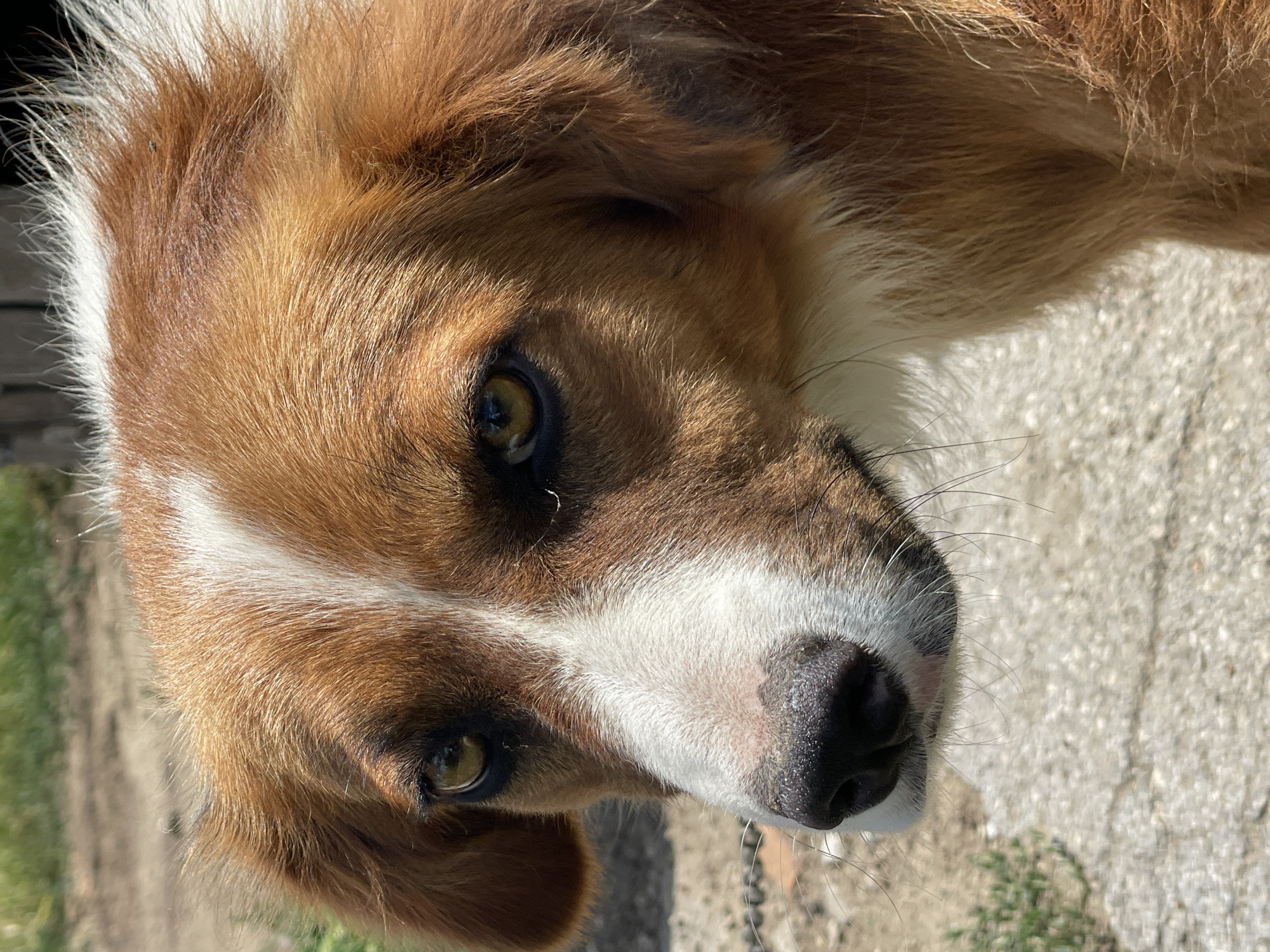 The image shows a close-up, eye-level portrait of a medium-sized dog with reddish-brown and white fur. The dog is looking slightly to the left of the camera, with its head tilted. Its eyes are a dark amber color, and its nose is black and wet. The background is blurred, but appears to be an outdoor setting with a concrete surface in the foreground and dirt and greenery in the background. There is no discernible urban context that would specifically place this image in Basarabeasca, Moldova.