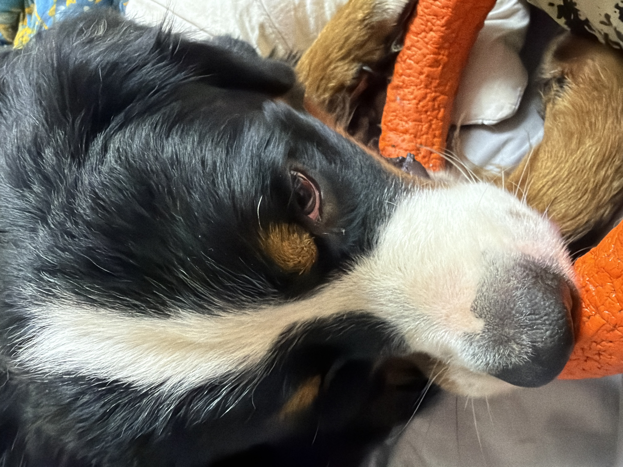 This close-up media file features the head of a Bernese Mountain Dog. The dog's fur is predominantly black with distinct white markings on its face, including a prominent stripe running from its muzzle up between its eyes, and white fur around its nose and muzzle. Its eye is visible, with a reddish tint around the eyelid. The dog appears to be resting or sleeping, with its head partially obscured by an orange, textured object, possibly a toy or cushion, and a tan-colored furry item. The background is a blurred mix of fabrics in muted colors, including off-white and possibly blue and yellow. The lighting suggests an indoor setting, with no specific time of day or weather cues evident. The overall impression is one of a peaceful and comfortable moment for the dog. There is no visible text in the media file.