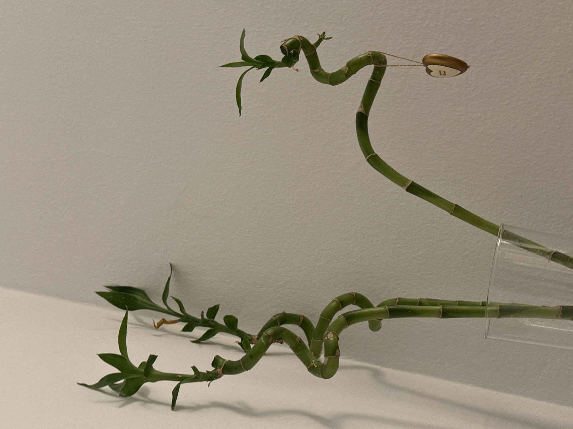 A low-angle shot shows two stalks of Lucky Bamboo (Dracaena sanderiana) arranged artfully in a transparent, cylindrical vase or container. The stalks are twisted into spirals and have small green leaves emerging from the top. One stalk has a decorative gold and white charm suspended from it with a thin string. The stalks extend horizontally across a white surface, which could be a shelf or table, with a white wall behind them. The lighting is soft and diffuse, casting faint shadows. No people are visible. The location cannot be determined from the image.