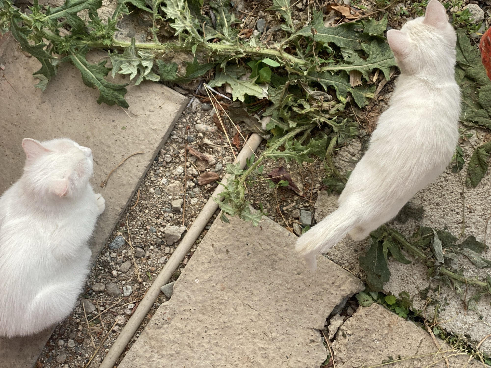 Two white cats are on a cracked concrete surface with patches of green plants and gravel. The cat on the left is facing away from the camera, its head turned to the left. The cat on the right is also facing away from the camera, looking to the right. Its tail is extended behind it. The scene appears to be outdoors, possibly in a backyard or alleyway. The lighting suggests it is daytime. There are no people or visible text in the image.