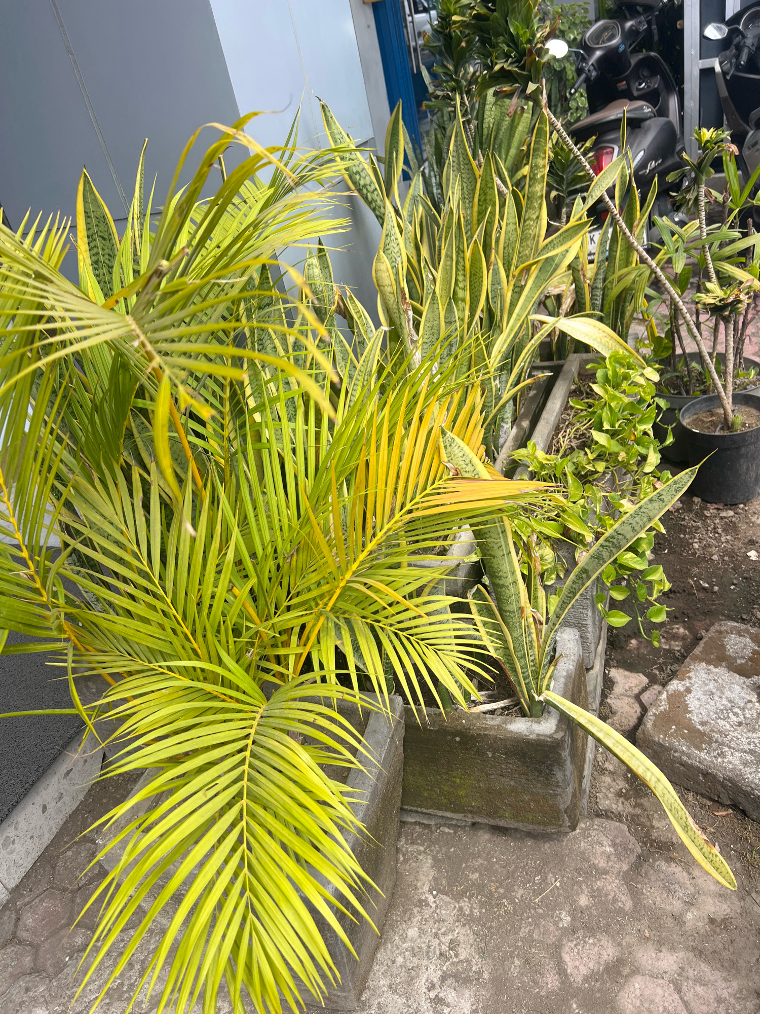 This is a medium shot, eye-level, outdoor photograph of several potted plants, likely in Denpasar, Indonesia. In the foreground, a bright green palm frond with yellow tips dominates the left side of the frame, its thin leaves fanned out. Behind the palm, a cluster of snake plants with variegated green and yellow leaves stand tall in a rectangular concrete planter. To the right of the snake plants, a trailing vine with small, heart-shaped green leaves grows in another concrete planter. In the background, several dark-colored motorcycles are parked, suggesting a residential or commercial area. The ground is paved with rough, grey concrete interspersed with irregularly shaped stones. The overall lighting suggests it is daytime, with some shadows cast by the plants and the building. There are no people visible in the image.