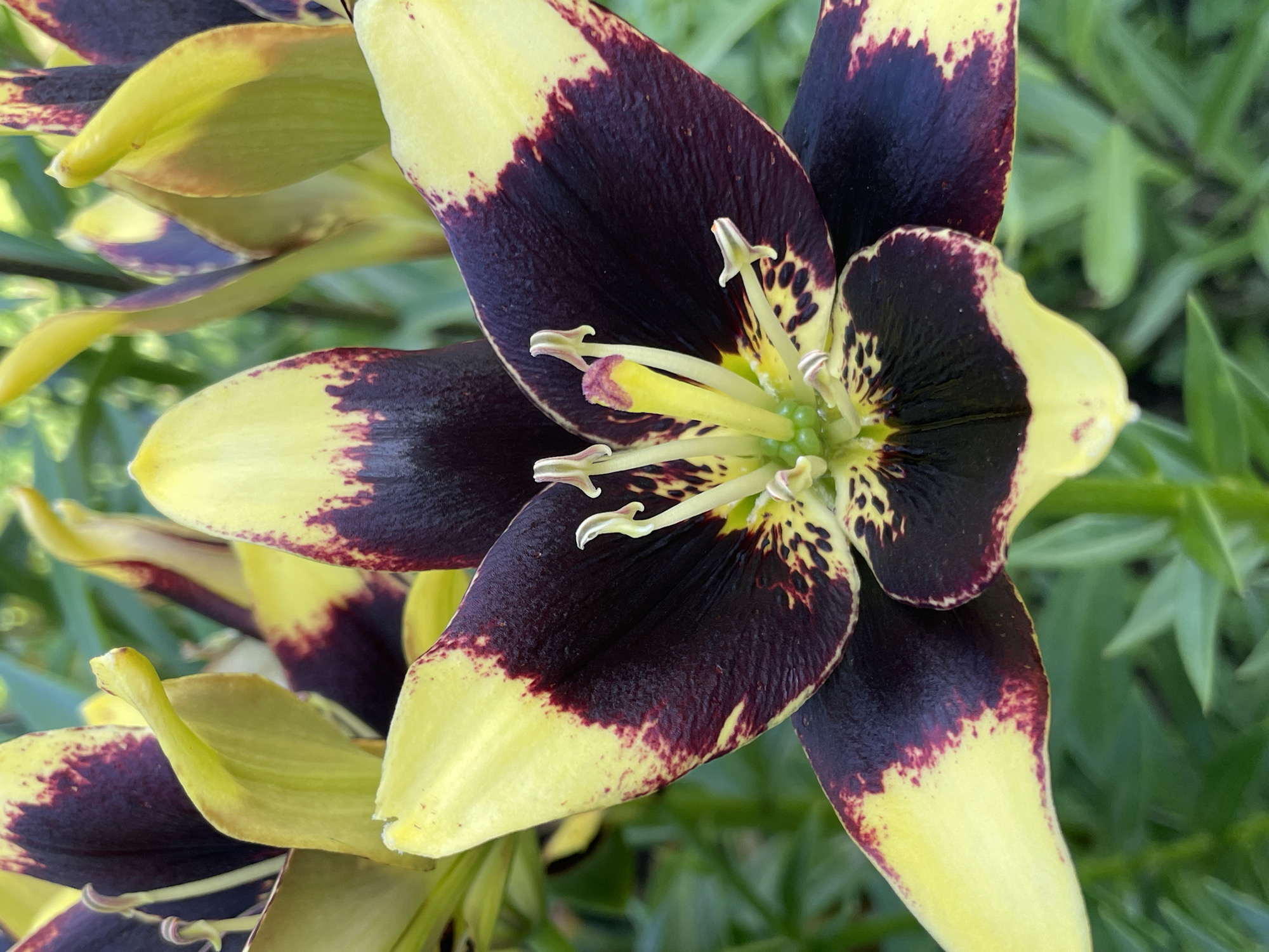 A close-up, eye-level shot captures a strikingly patterned flower, likely a lily, against a blurred green background of foliage. The flower's petals exhibit a dramatic bicolored pattern, transitioning from a vibrant yellow at the tips to a deep, rich burgundy or black towards the center. This darker hue is further accentuated by speckled markings within the yellow sections. The flower's reproductive parts, including stamens with pale yellow anthers and a central pistil with a reddish tip, are visible and in focus. The petals have a slightly textured appearance and some show minor tears or imperfections at their edges. The lighting suggests it is daytime, with natural light illuminating the flower from above and slightly to the left, creating subtle shadows and highlighting the texture of the petals. The overall impression is one of botanical detail and vivid color contrast. The location in the city of Kumyon, Russia, is not discernible from the visual information provided in the image.