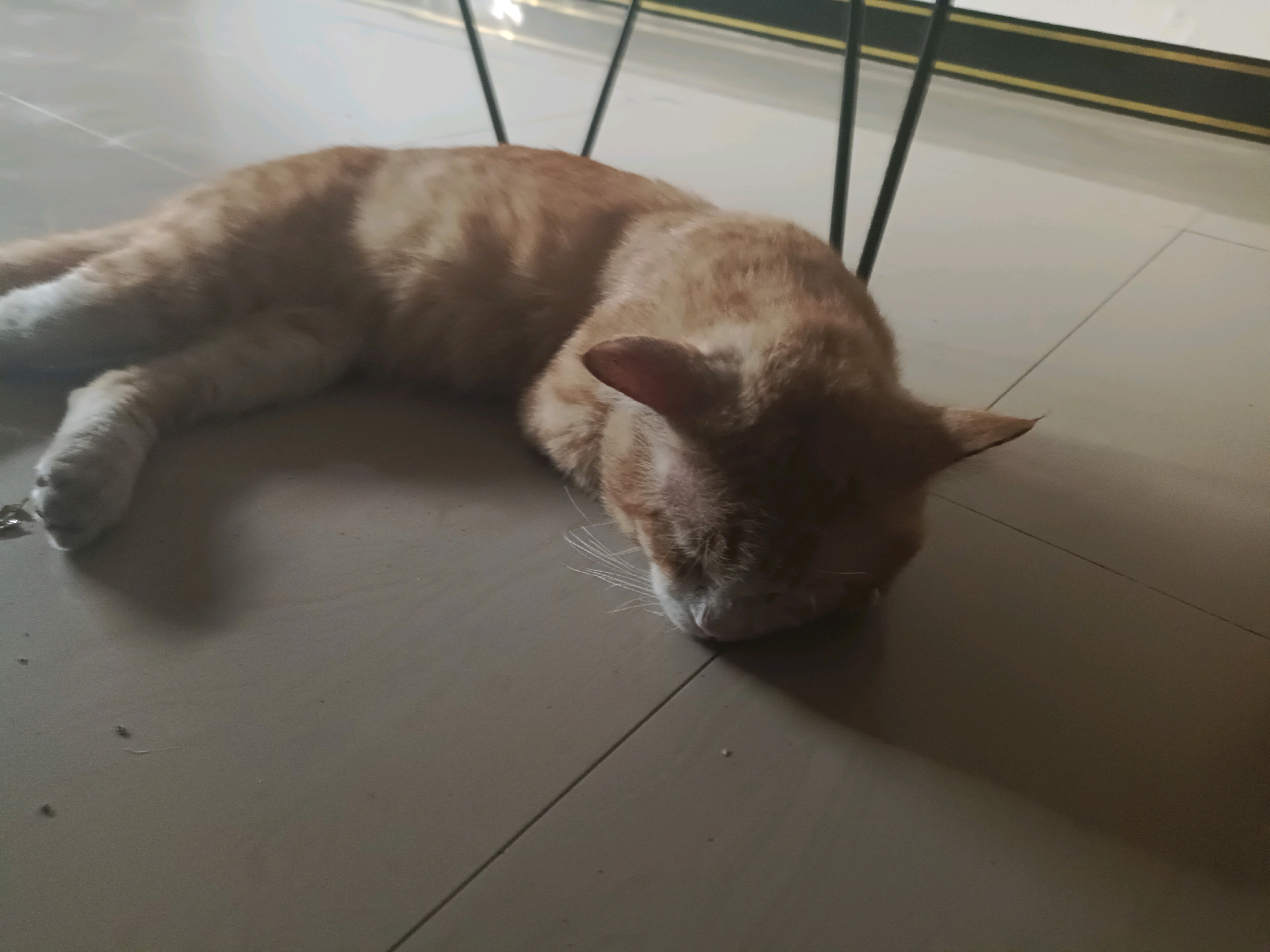 An orange tabby cat is sleeping on a tiled floor. The cat is lying on its side, with its head tucked down. Its fur is a mix of orange and white, with some darker tabby stripes visible on its back. The floor tiles are a light beige color, and there are dark lines between them. In the background, there are some dark metal legs of a piece of furniture, possibly a table or chairs, and a horizontal yellow and black stripe. The lighting suggests an indoor environment with light coming from above. The scene appears to be in a residential or commercial space within Rancang Kencono, Indonesia.
