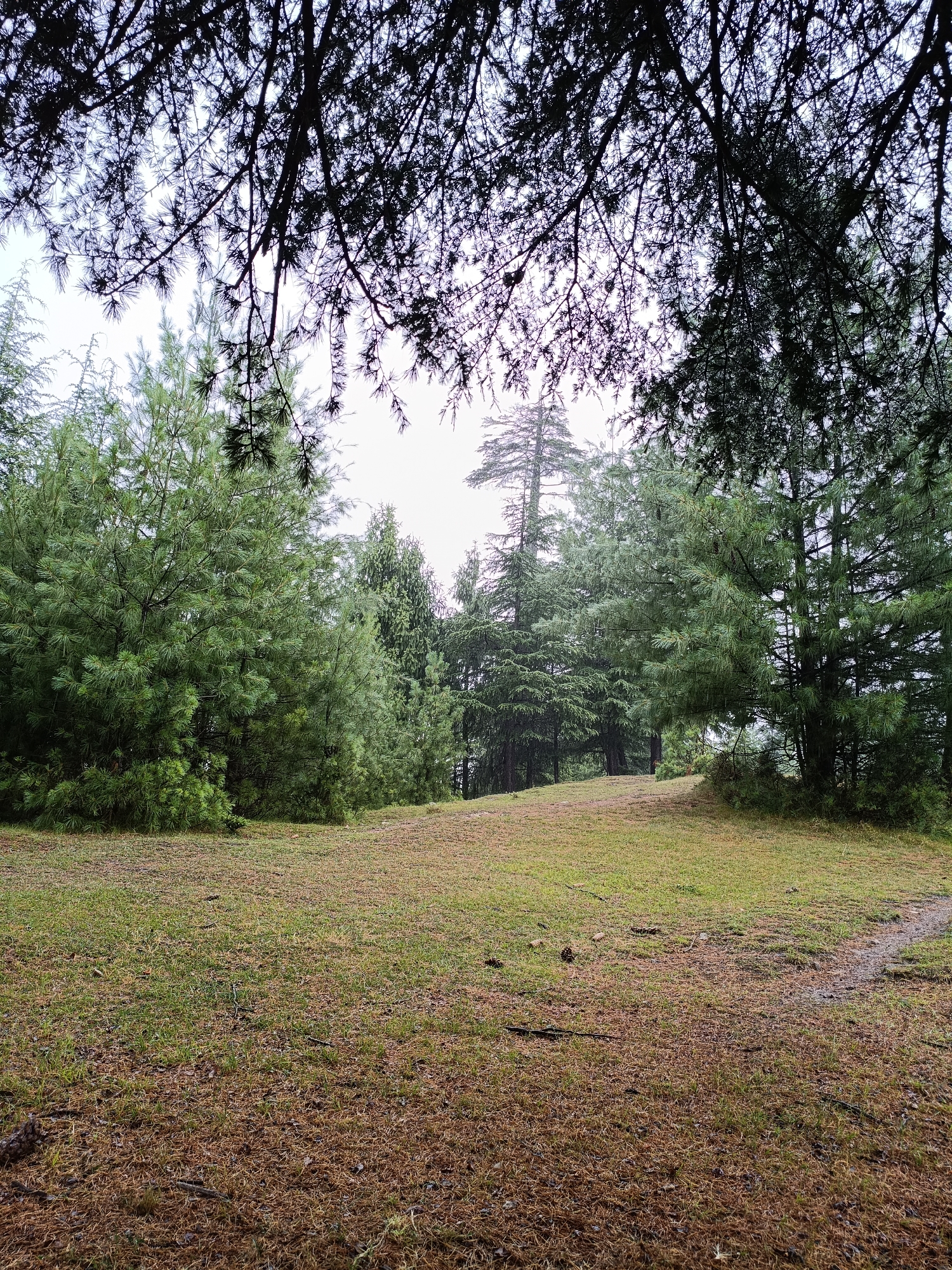 A low-angle, wide shot captures a forest clearing in Chhaki, India. The ground is covered in a mix of green grass and fallen pine needles. To the left, a dense cluster of evergreen trees dominates the scene, with lighter green foliage at the front and darker green trees further back. In the center and right, a line of tall, slender evergreen trees stretches into the distance, their tops disappearing into the overcast sky. A faint, narrow dirt path is visible on the far right, winding slightly uphill. Overhead, the dark, silhouetted branches and needles of a large evergreen tree create a canopy, partially obscuring the pale sky. The overall atmosphere is one of a cool, damp forest on an overcast day.
